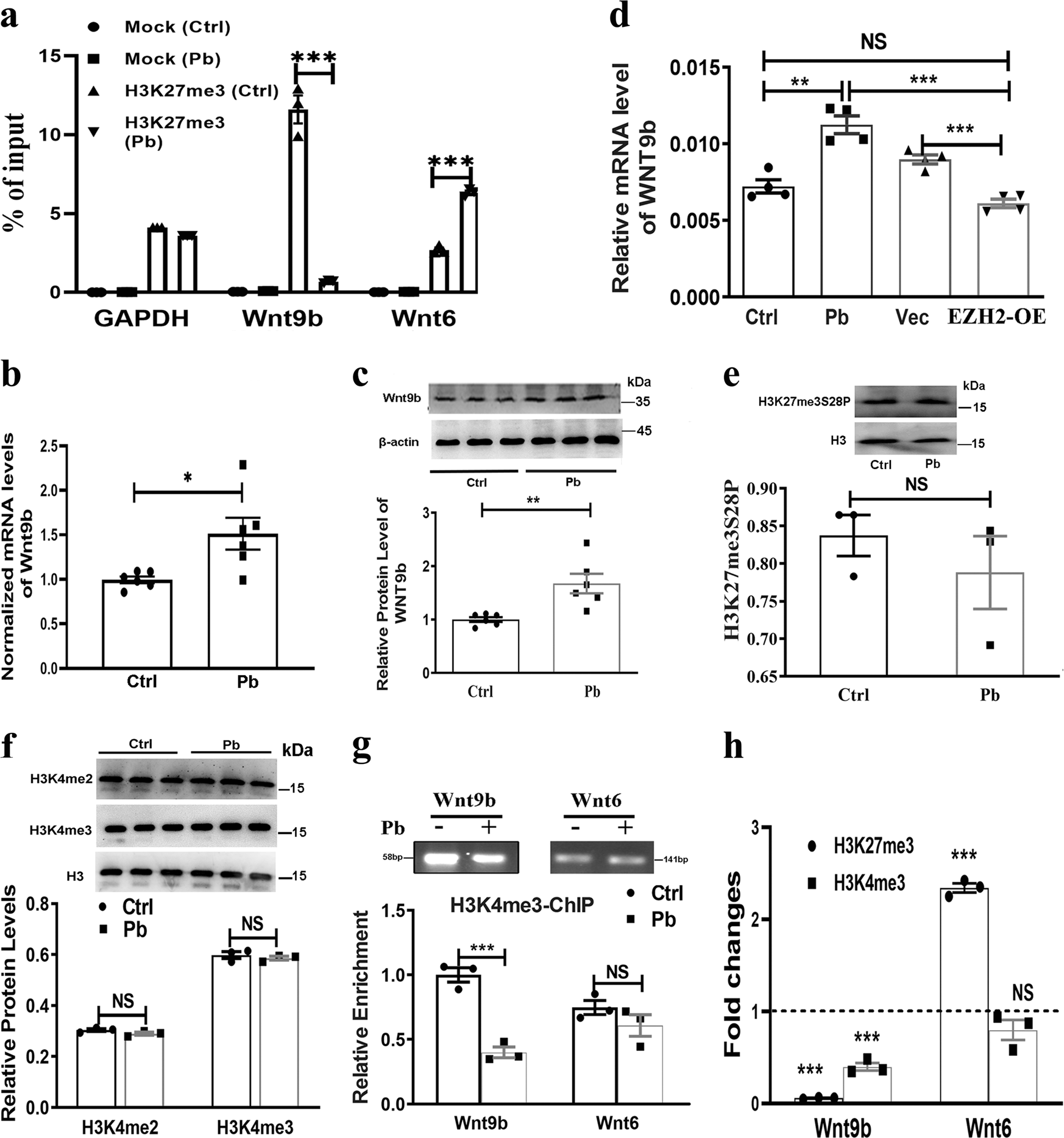 Fig. 5: H3K27me3 targets Wnt9b in a bivalent manner.