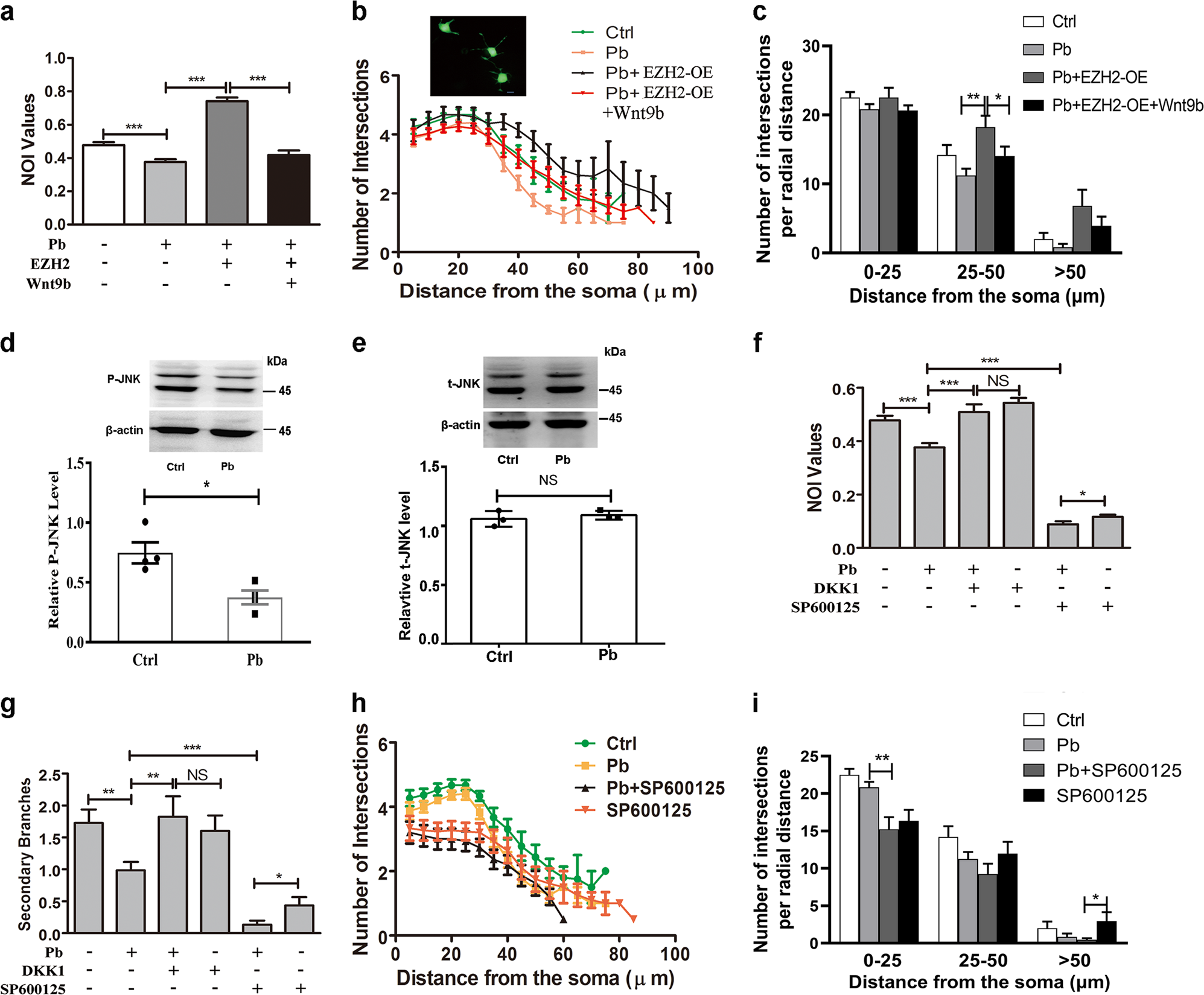 Fig. 6: Wnt signaling divergently influences Pb-induced impairment.