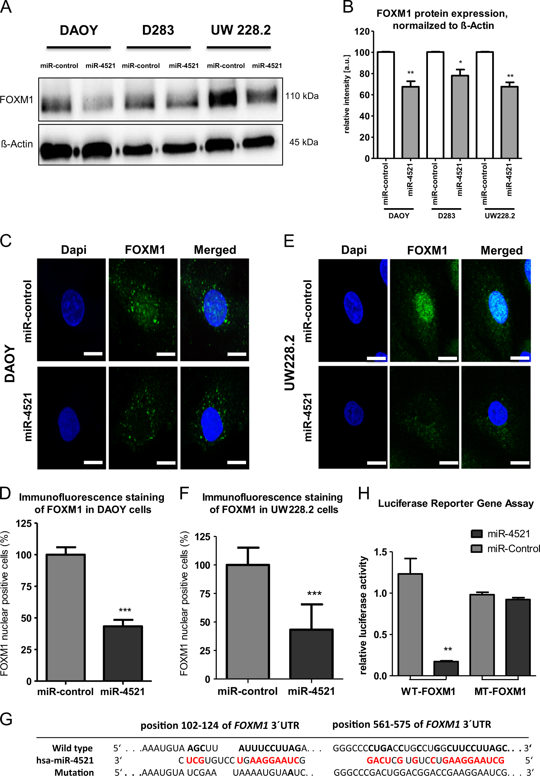 Fig. 3: Transfection of miR-4521. MB cell lines were transfected with miR-4521 or miR-control and incubated for 72 h.