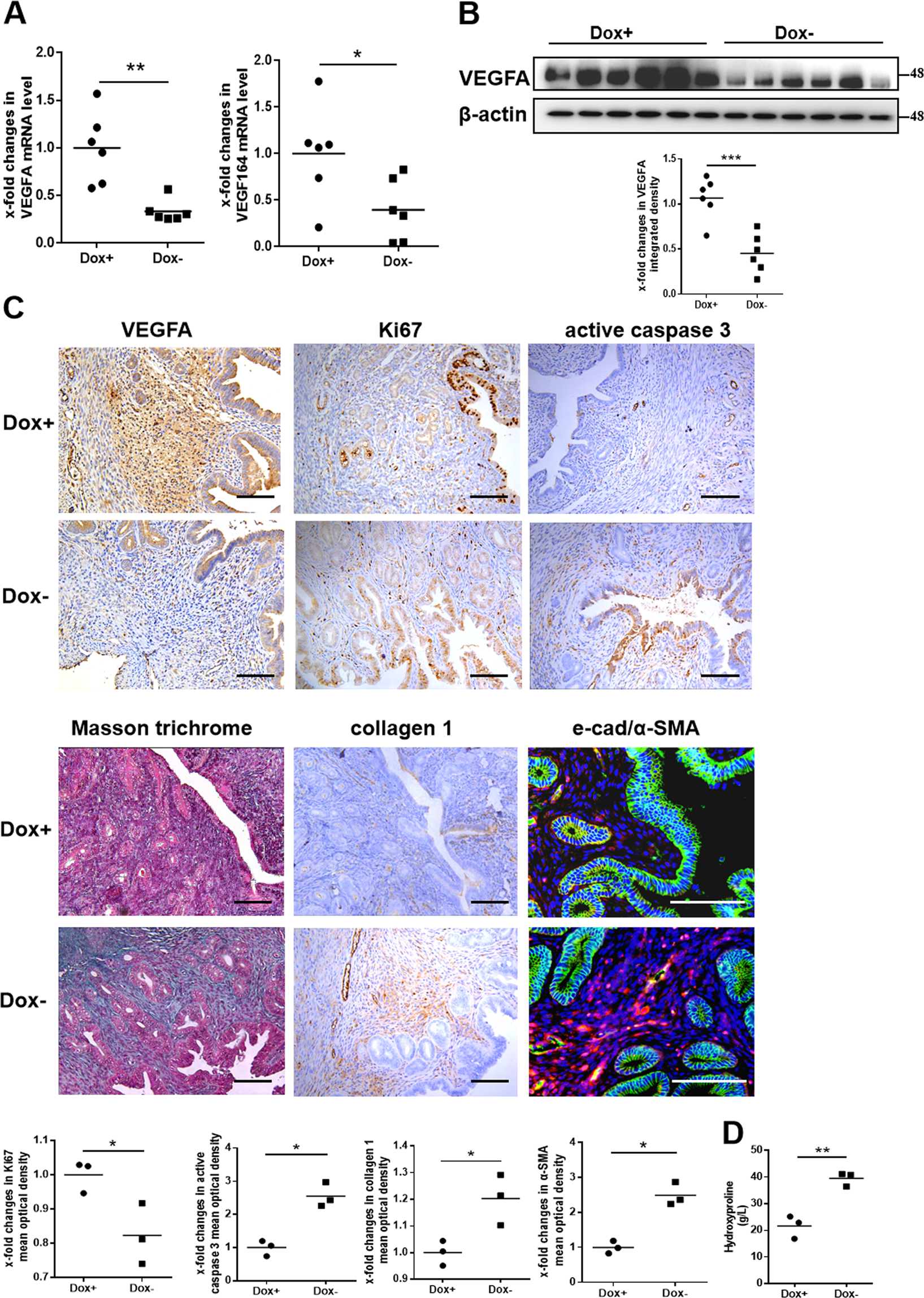 Fig. 2: VEGFA repression induces endometrial fibrosis in mice.