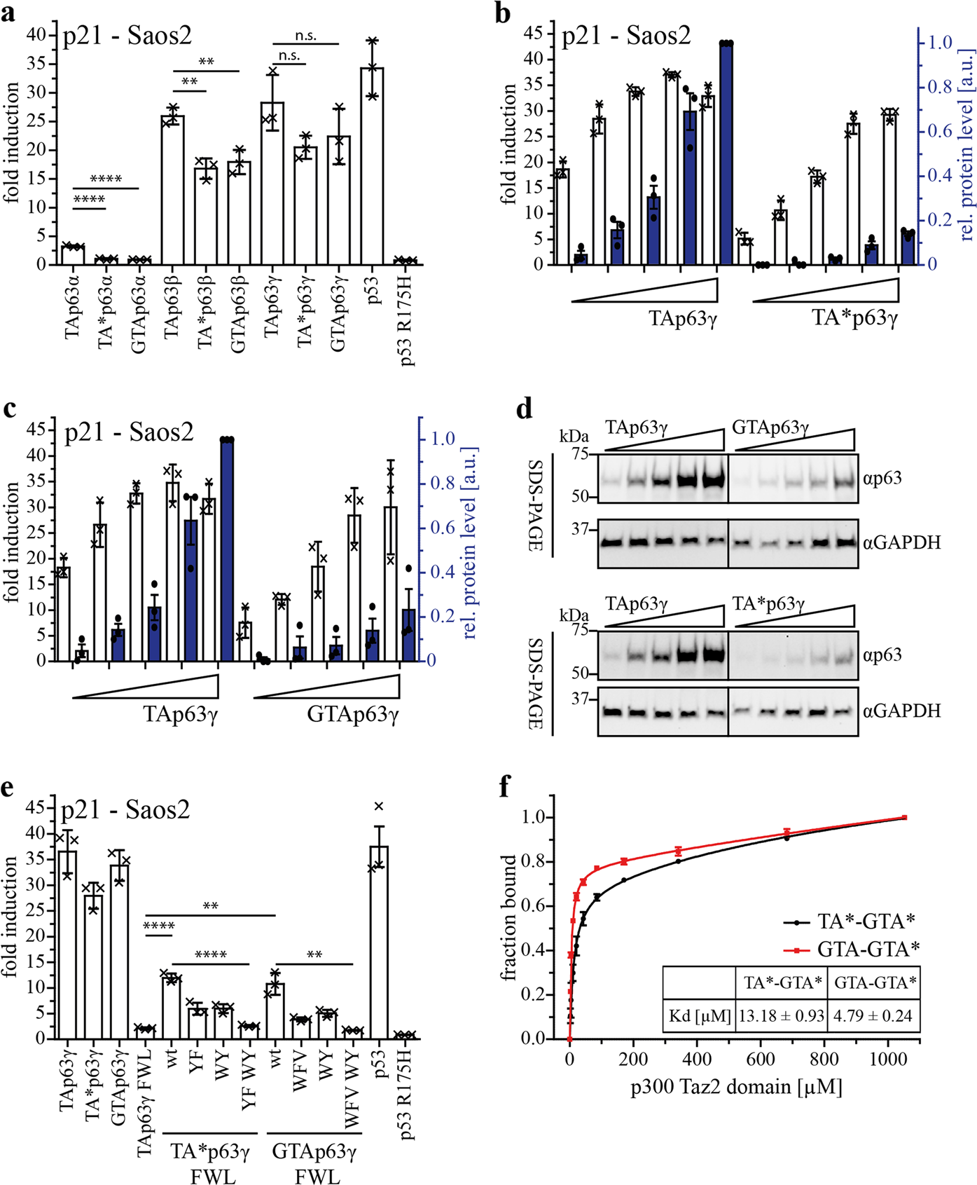 Fig. 5: Transactivation potential of constitutively tetrameric TA*p63 and GTAp63 isoforms and its correlation with p300 Taz2 domain interaction.