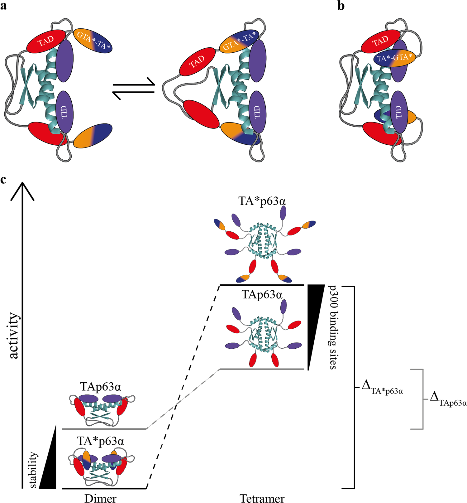 Fig. 7: Model of the regulatory function of the N-terminal specific peptides in TA*p63α. Models are shown explicitly for TA*p63α but represent GTAp63α as well.