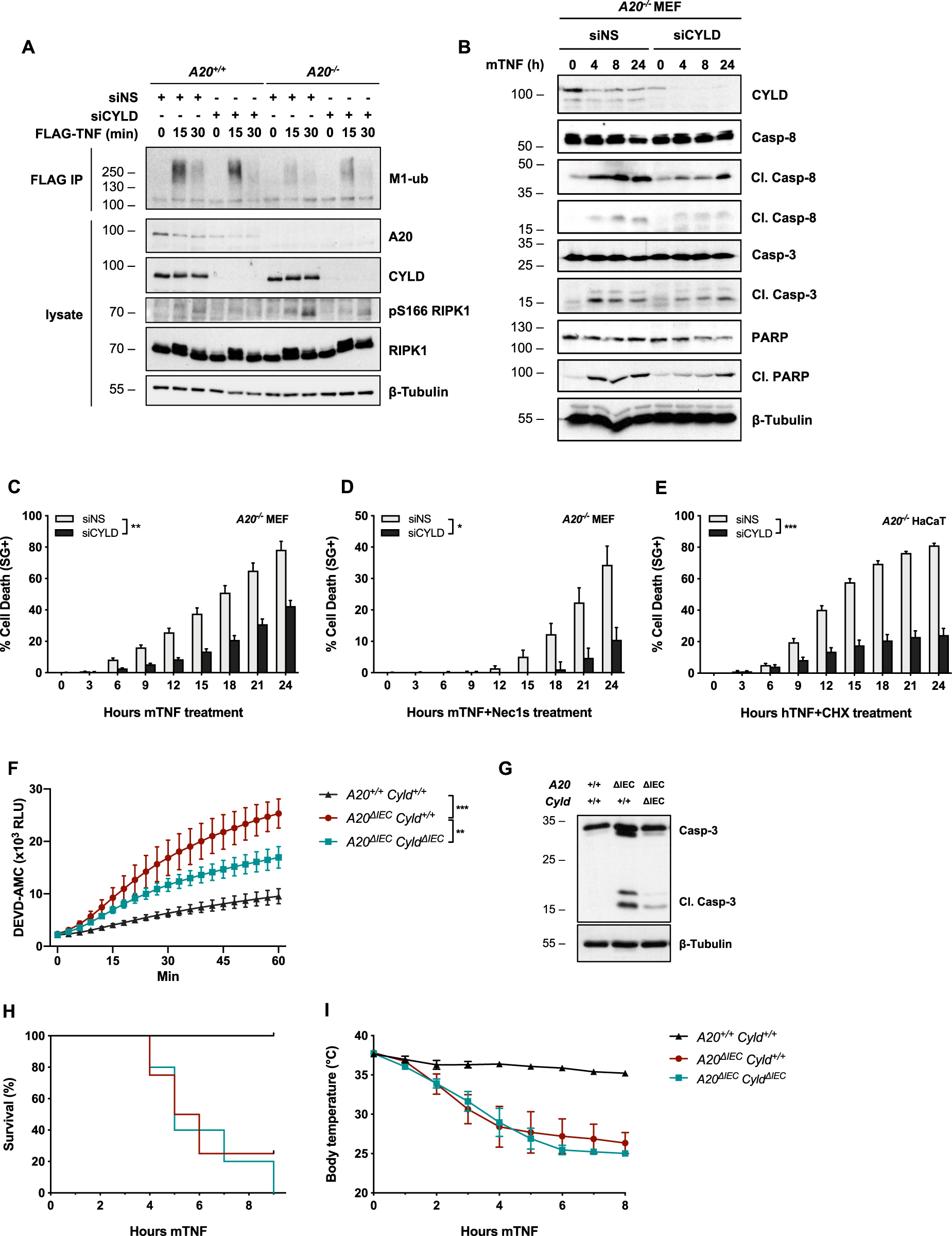 Fig. 5: CYLD depletion rescues defective M1-ubiquitylation in Complex I and consequently protects A20-deficient cells from TNF-induced apoptosis.