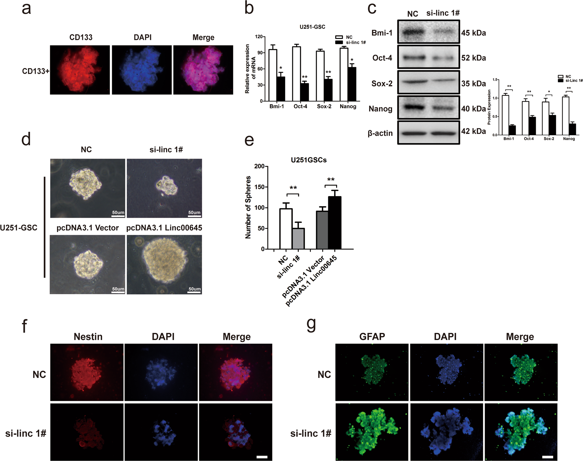 Fig. 7: Downregulation of linc00645 regulated the ability of self-renewal and stemness and prompted differentiation in glioma stem cells.