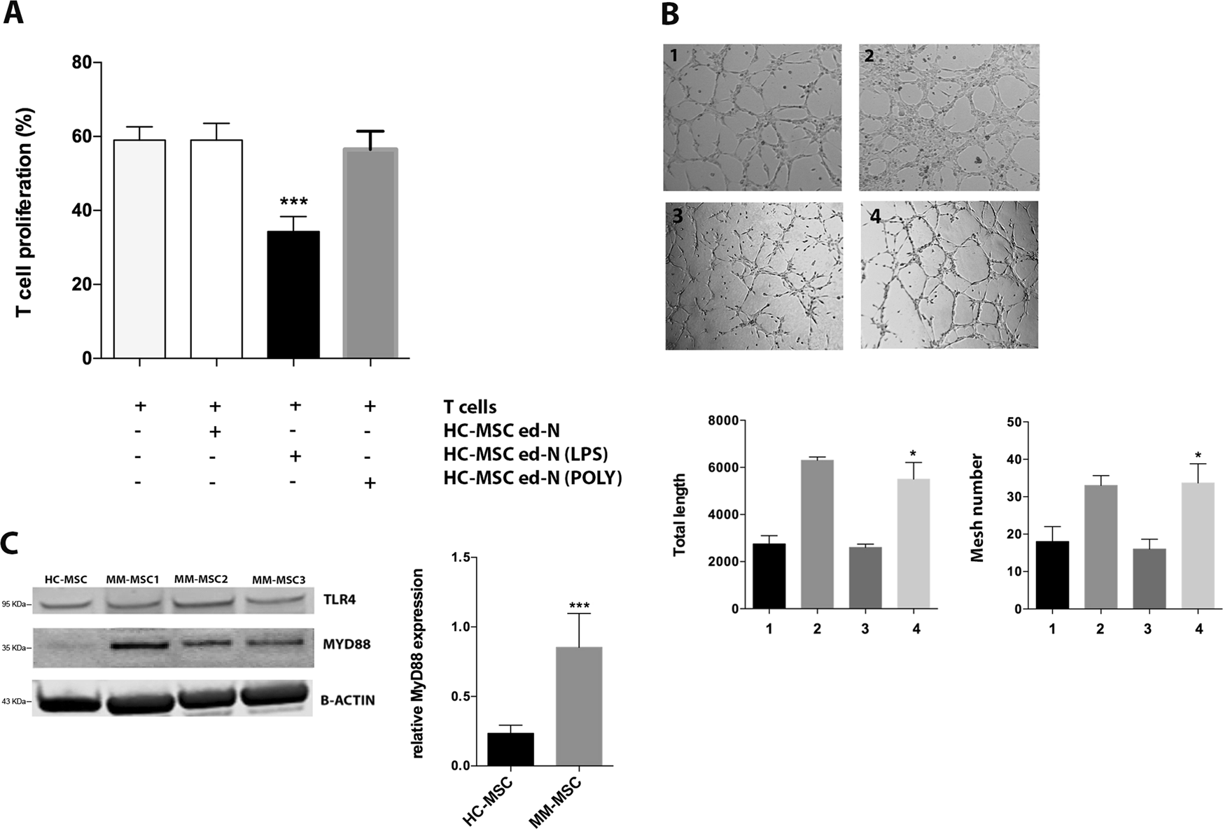 Fig. 3: LPS induced the same immunological alteration of MM-MSC in healthy MSC.