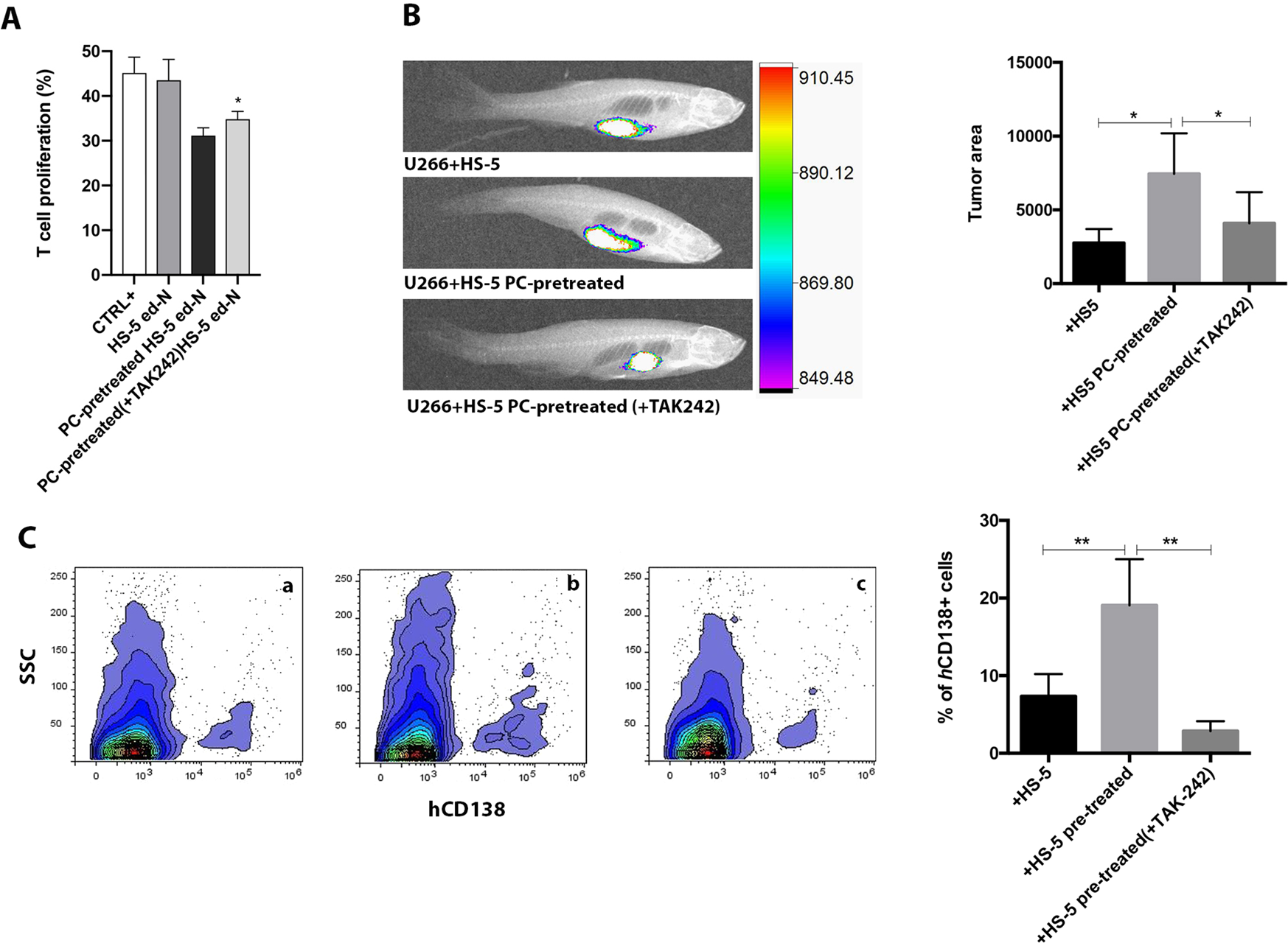 Fig. 6: Effects of the inhibition of TLR4 during co-culture in vitro of HS-5 with MM cell lines (U266, OPM2, H929) before injection in zebrafish.