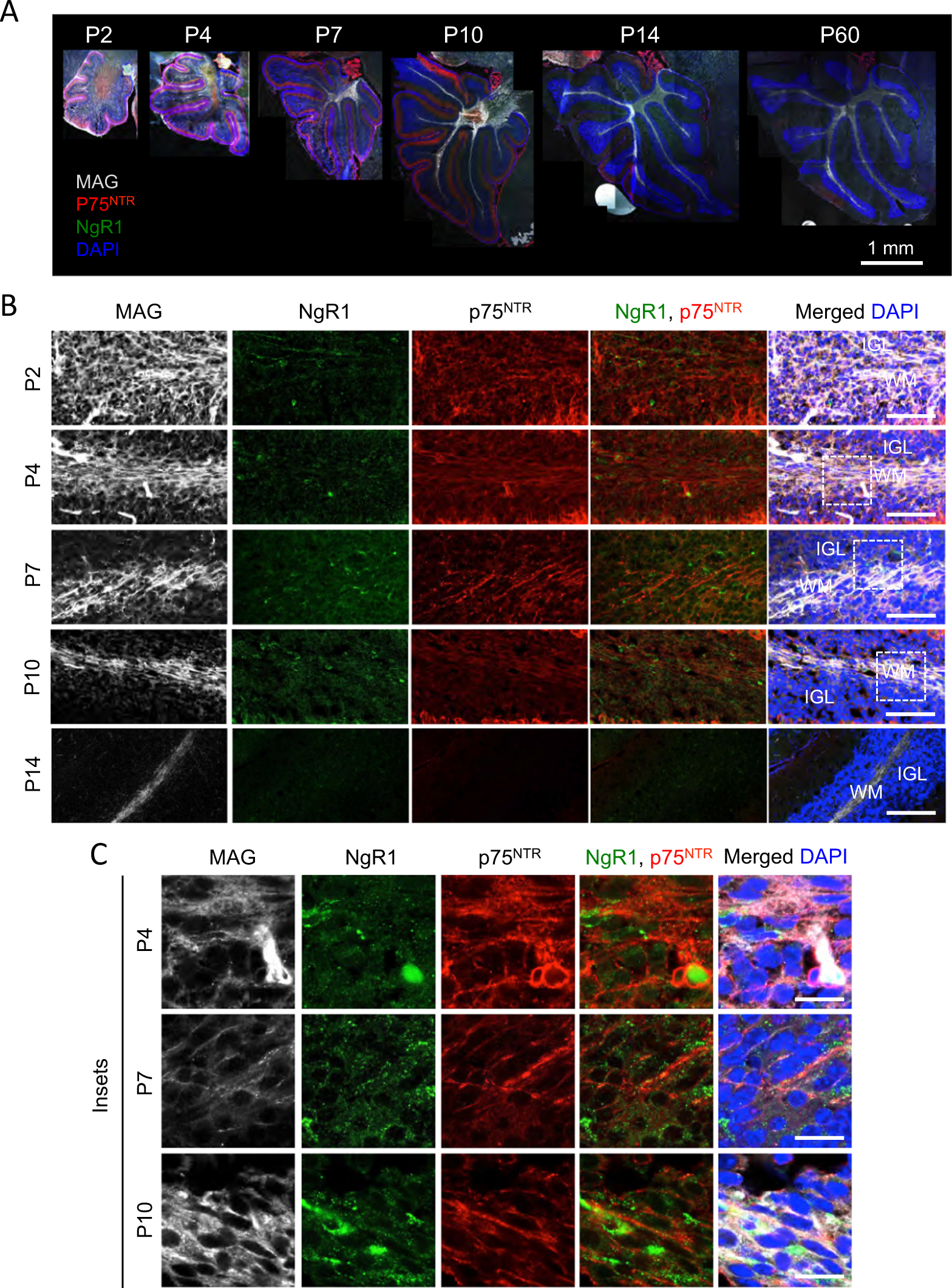MAG induces apoptosis in cerebellar granule neurons through p75NTR  demarcating granule layer/white matter boundary | Cell Death & Disease