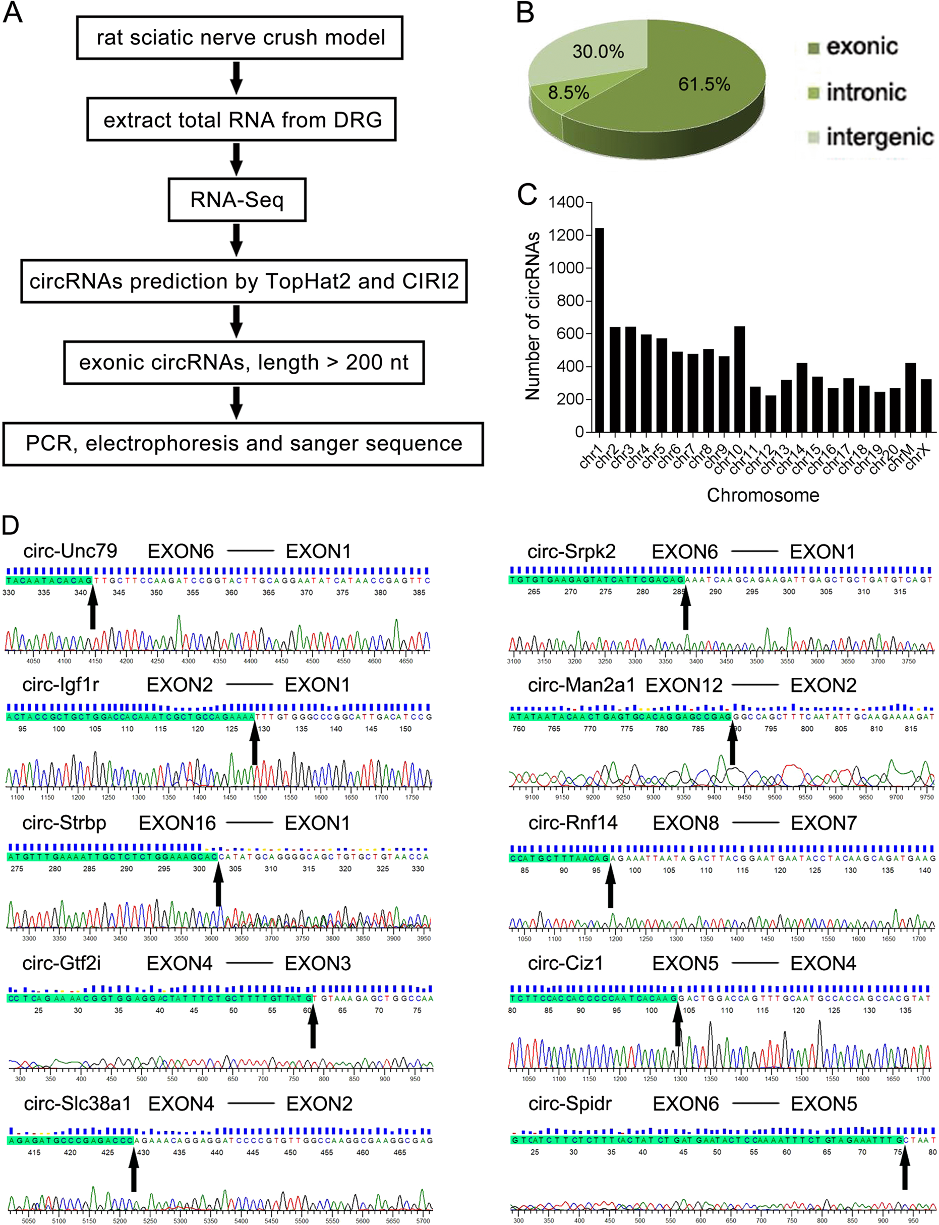 Circ Spidr Enhances Axon Regeneration After Peripheral Nerve Injury Cell Death Disease