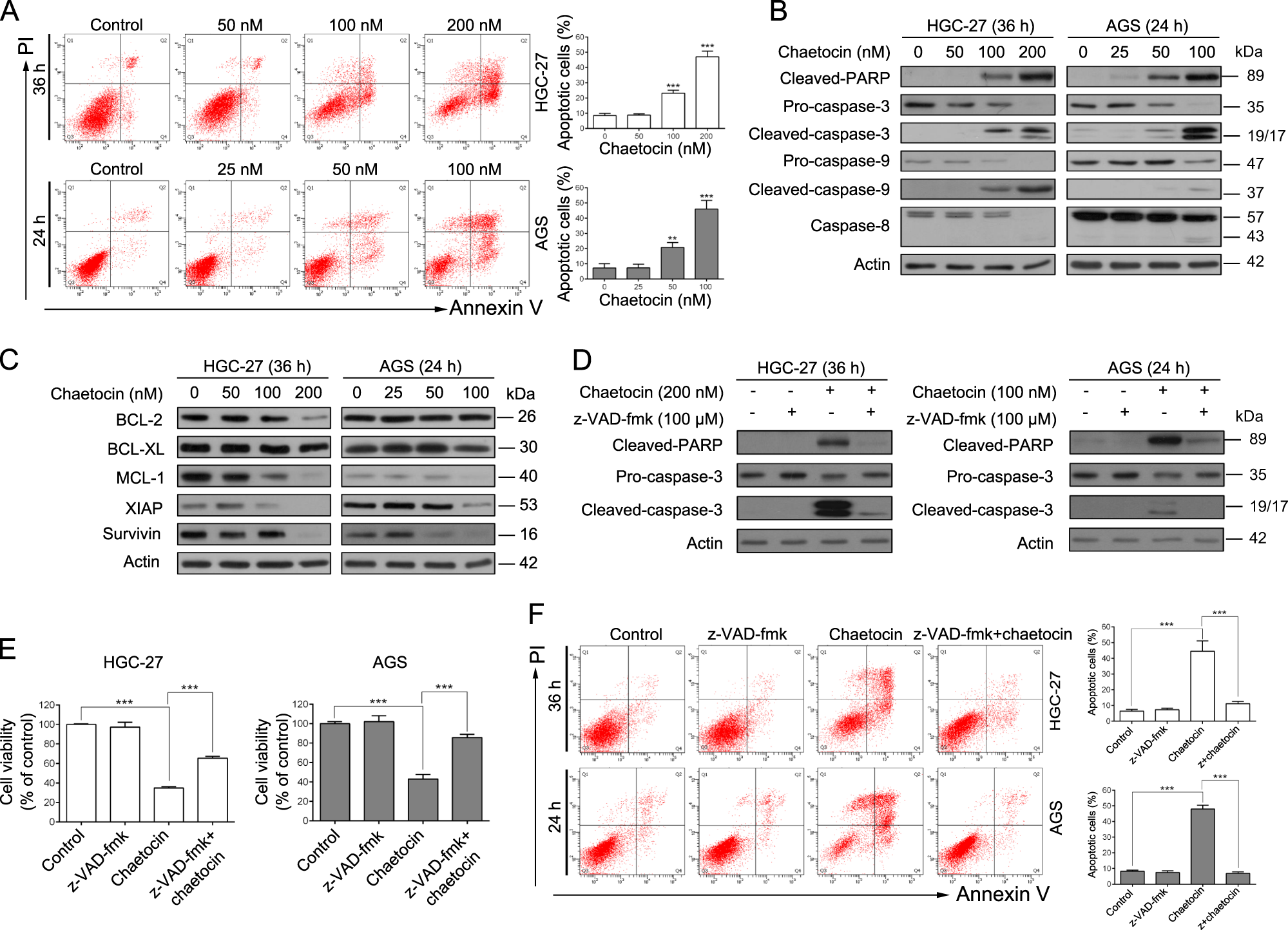 Fig. 2: Chaetocin induces caspase-dependent apoptosis in GC cells.