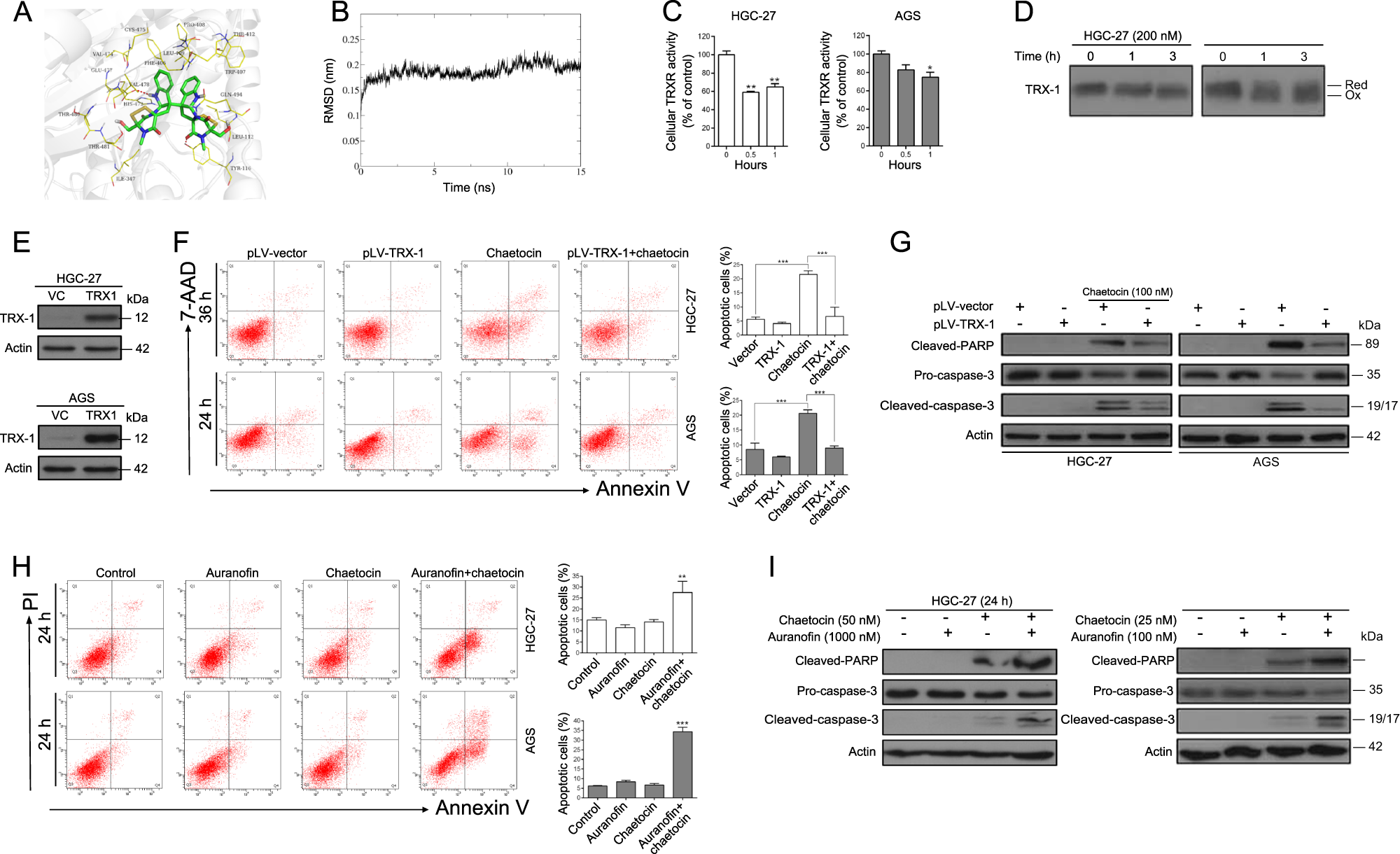 Fig. 3: Chaetocin-inactivated TRXR-1 is required for GC cell apoptosis.