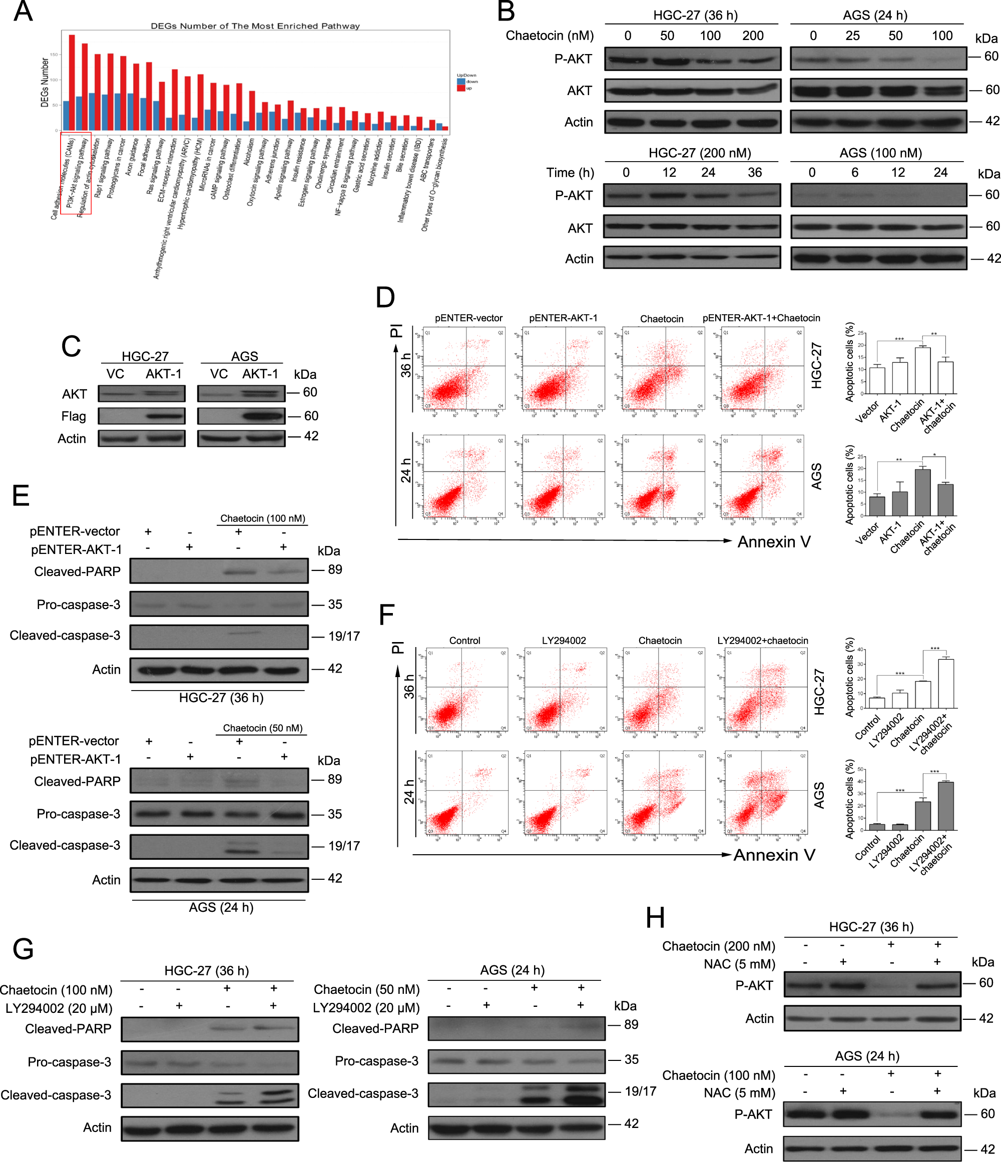 Fig. 5: The PI3K/AKT pathway is involved in chaetocin-induced apoptosis in GC cells.