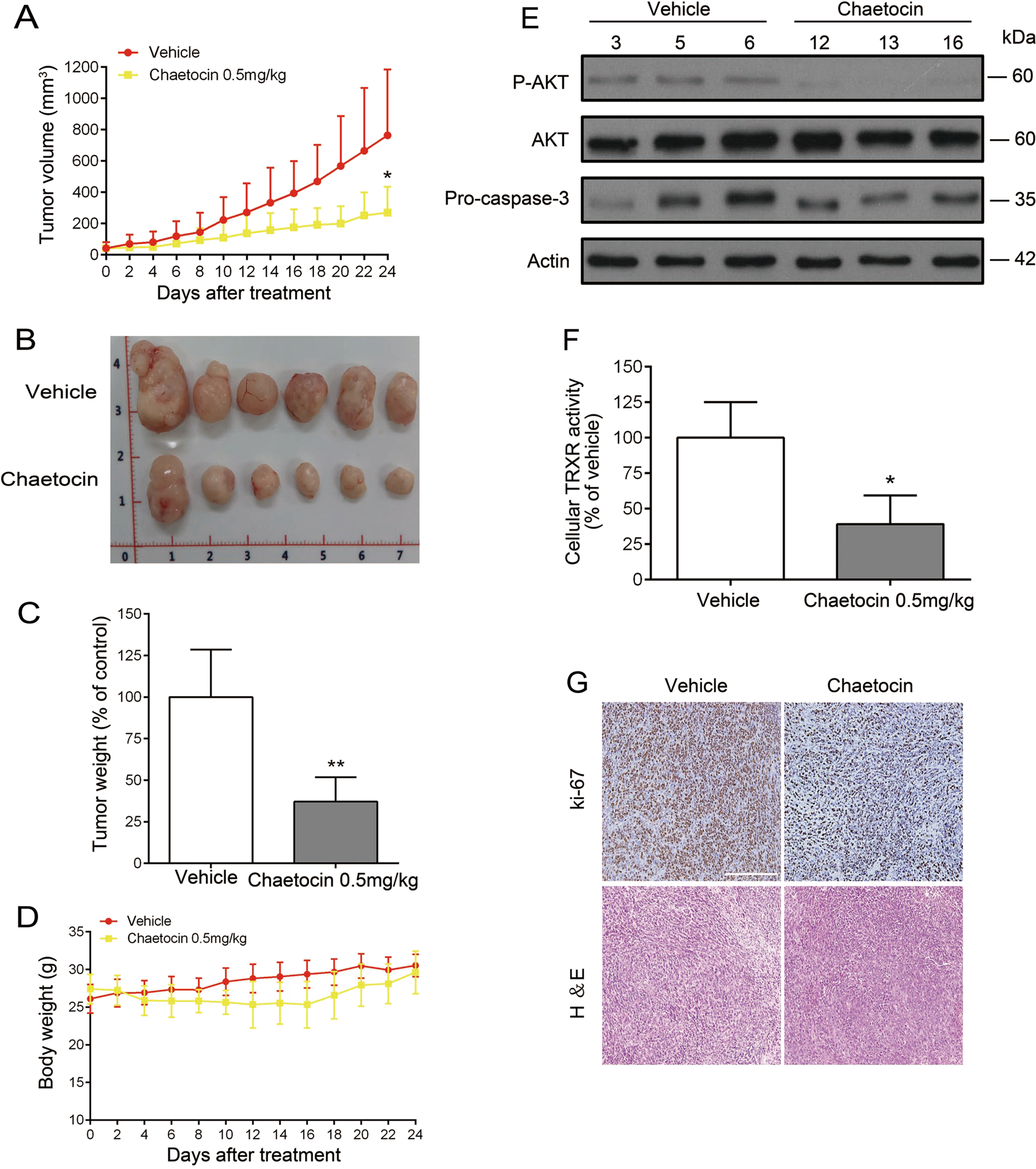 Fig. 6: Chaetocin inhibits the growth of HGC-27 cell xenografts.
