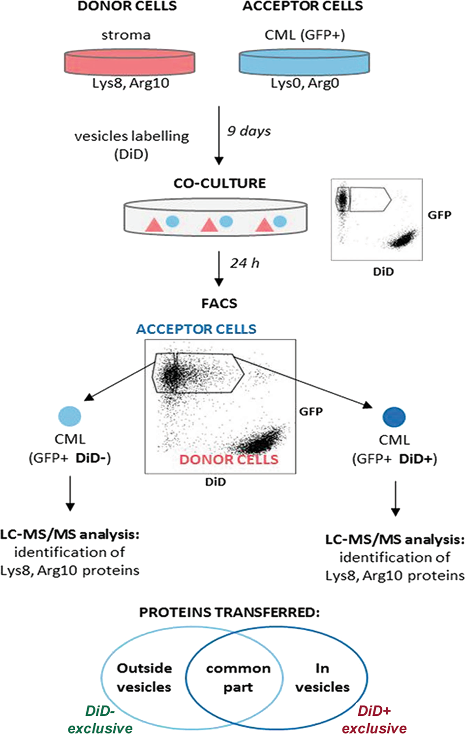Fig. 6: The scheme showing the mass spectrometry (MS)-based trans-SILAC approach performed to identify proteins that are present within stroma-derived vesicles.