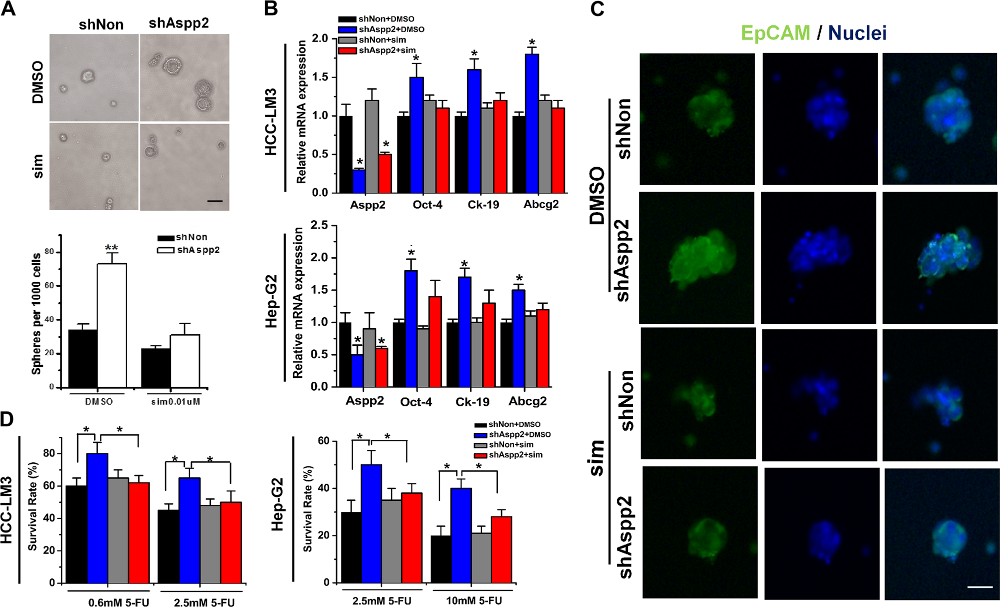 Fig. 2: Mevalonate metabolism is essential for maintaining tumor-initiating capability in ASPP2-depleted HCC cells.