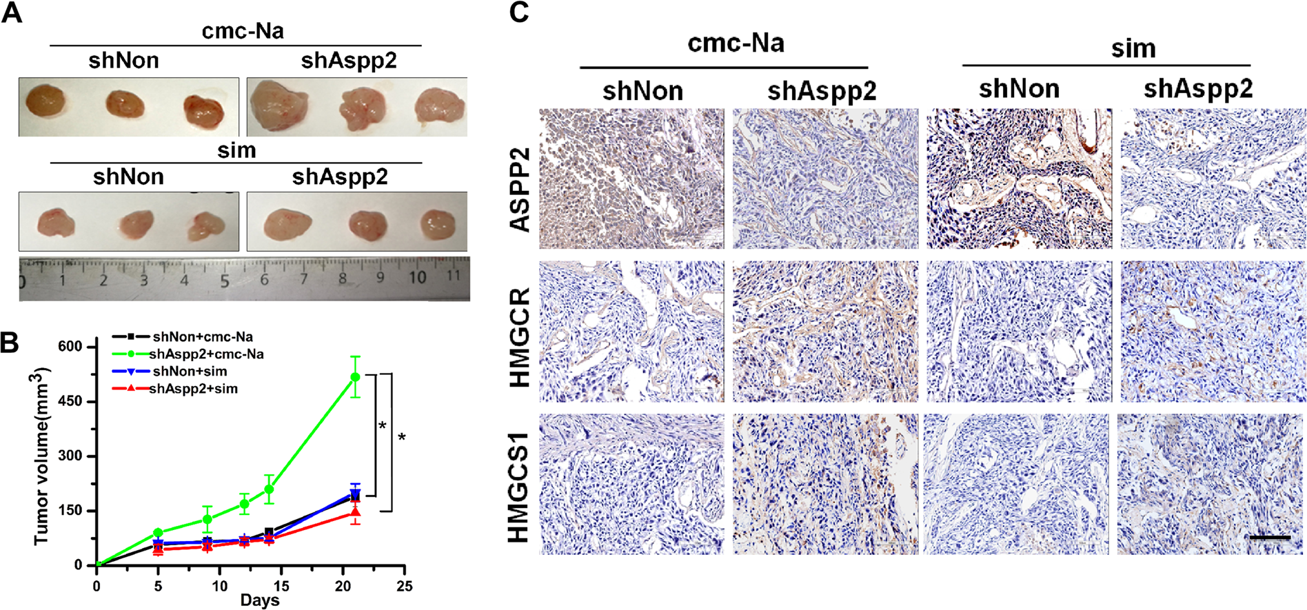 Fig. 3: Downregulation of ASPP2 promoted tumor growth in vivo by activating mevalonate biosynthesis.