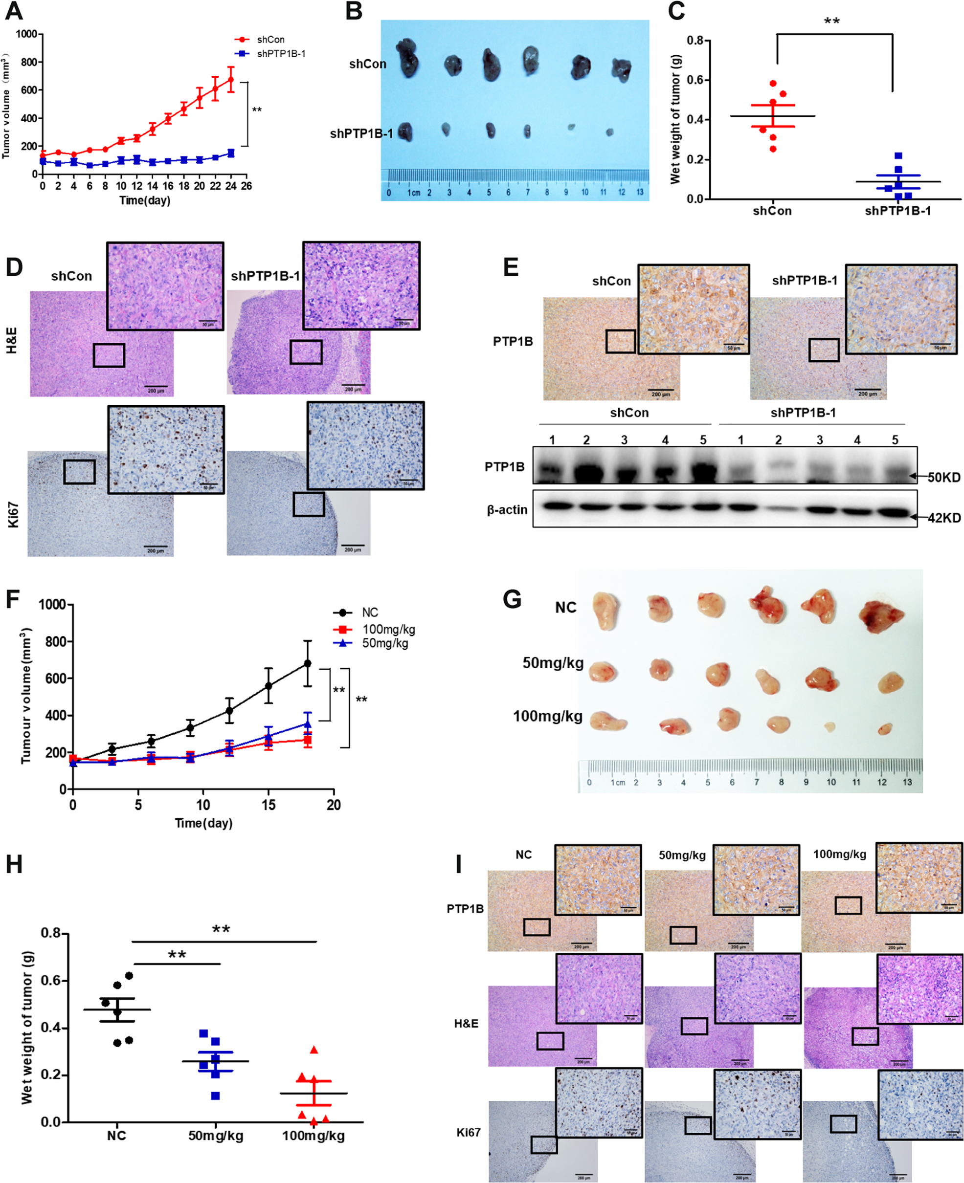 Fig. 5: Inhibition of PTP1B suppresses tumor growth.