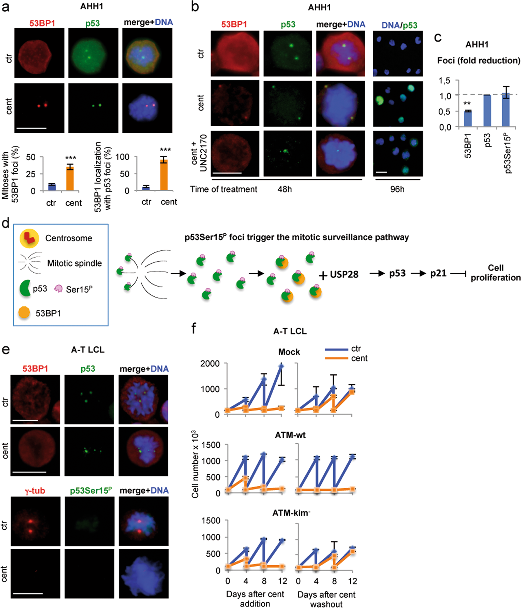 Fig. 7: p53Ser15P extra-centrosomal foci recruit 53BP1 and trigger the mitotic surveillance pathway.