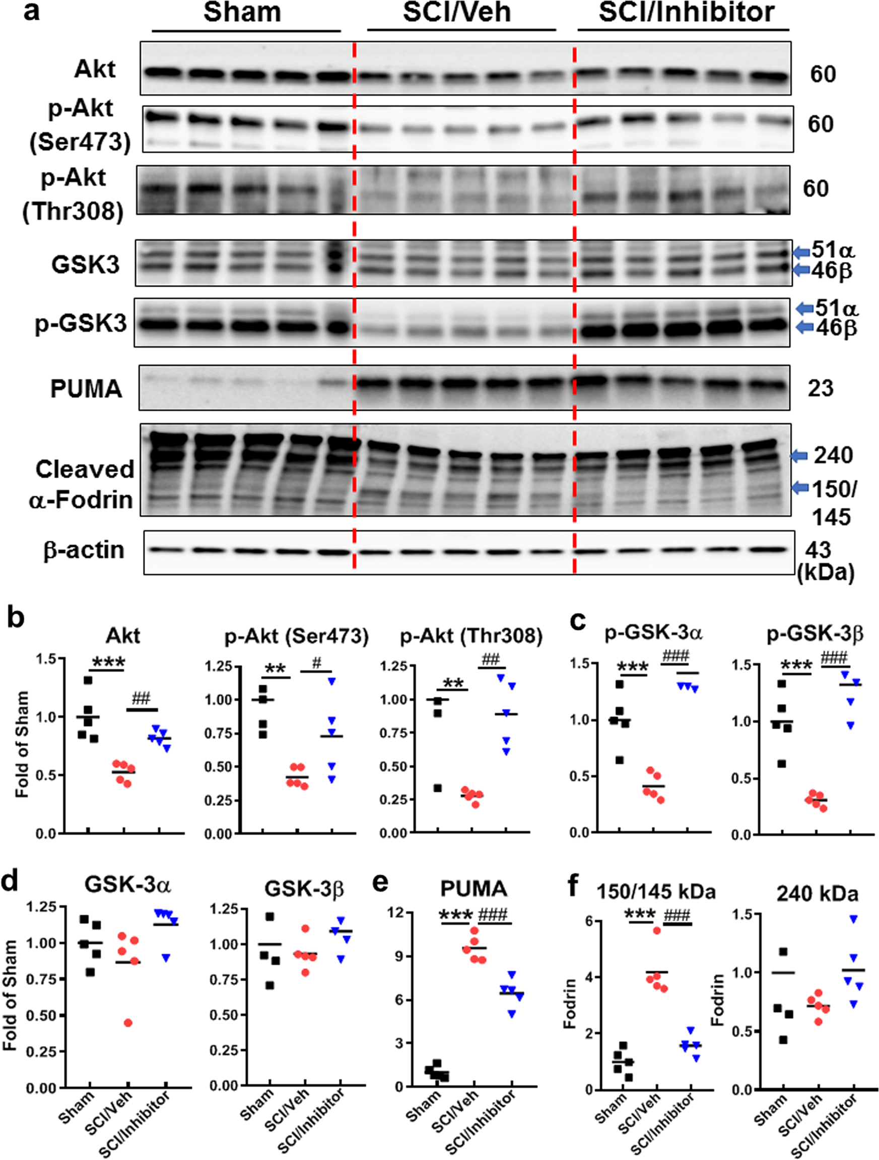 Fig. 2: Intrathecal administration of miR-711 hairpin inhibitor increases Akt/GSK3α/β signaling and attenuates expression of PUMA and apoptotic marker fodrin cleavage at 24 h after SCI.