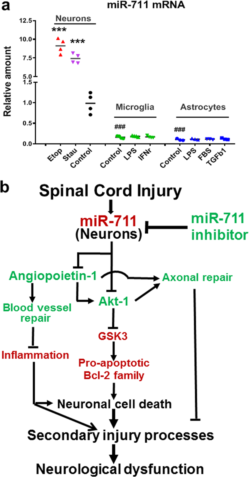 Fig. 8: a miR-711 is predominately expressed by neurons in vitro.
