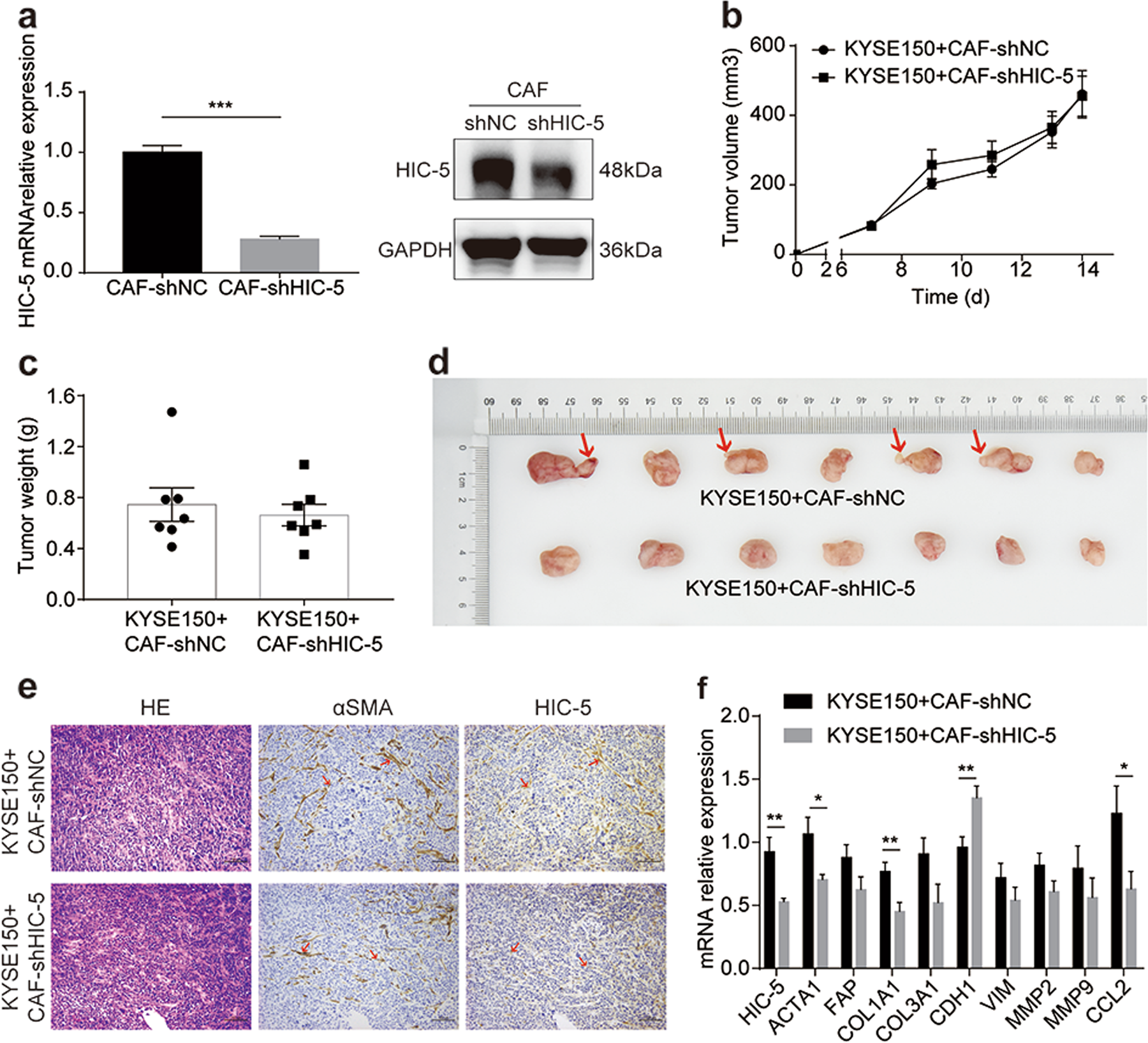 Fig. 4: The effects of HIC-5 knockdown in CAFs on xenograft tumors derived from ESCC cells mixed with CAFs.