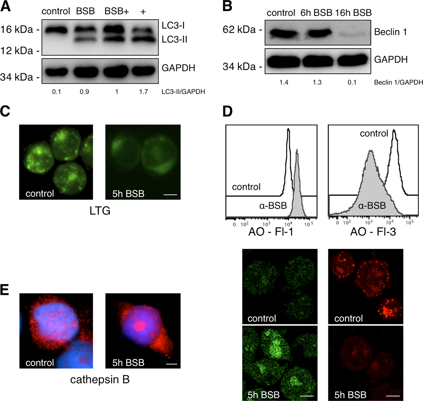 Fig. 4: Autophagy impairment and lysosomal collapse induced by BSB.