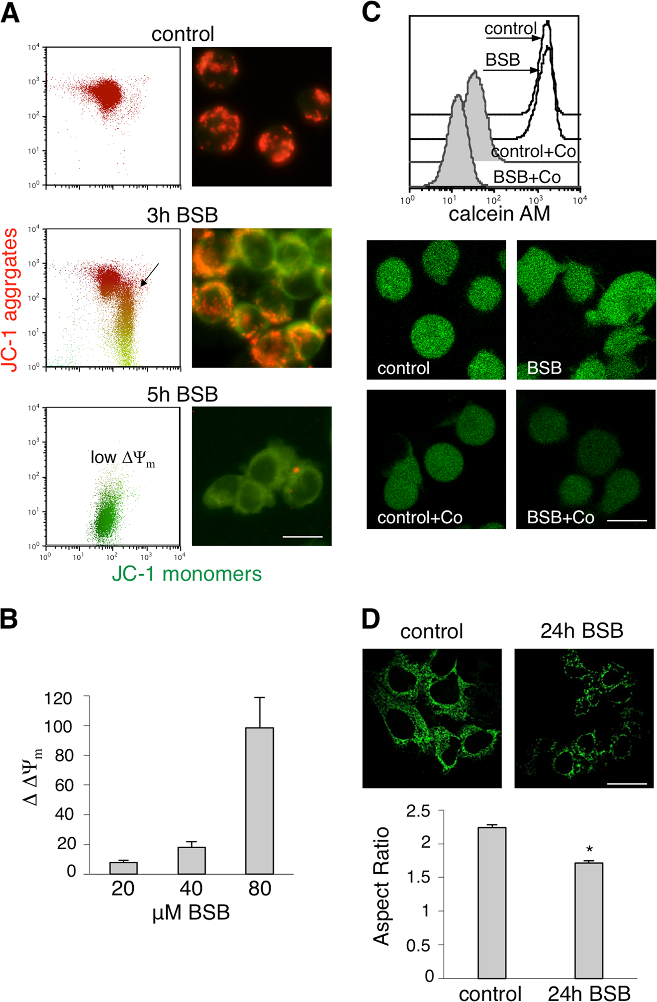 Fig. 5: Mitochondrial damage triggered by BSB.
