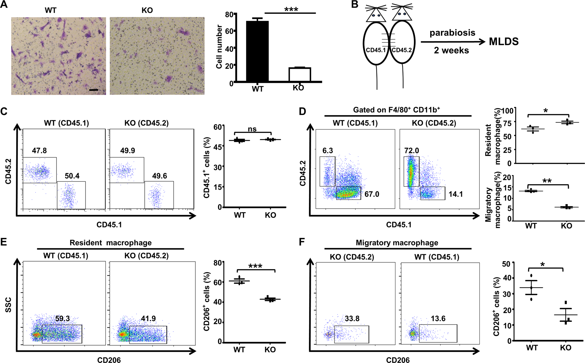 Fig. 3: Pancreas-resident macrophages play a predominant role in the development of MLD-STZ-induced diabetes.