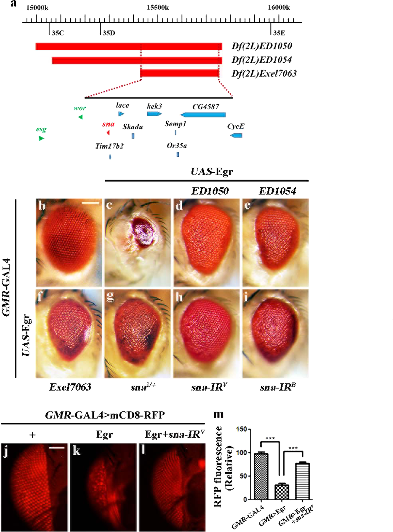 Snail modulates JNK-mediated cell death in Drosophila | Cell Death & Disease