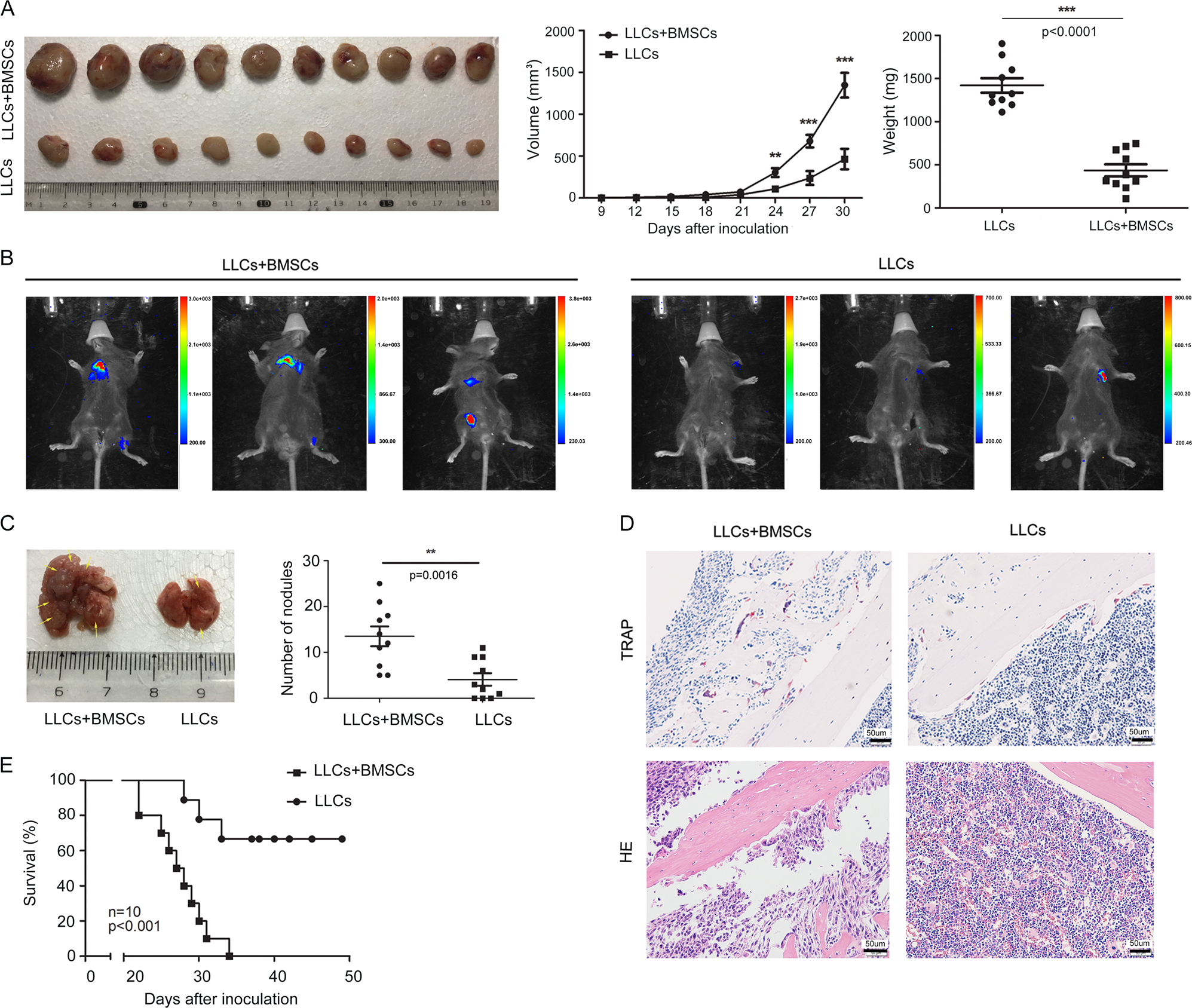 Cancer-educated mesenchymal stem cells promote the survival of cancer cells  at primary and distant metastatic sites via the expansion of bone  marrow-derived-PMN-MDSCs | Cell Death & Disease