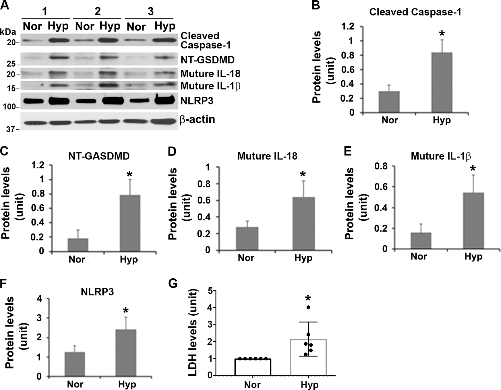 Fig. 3: Persistent hypoxia increases signaling molecules in pyroptosis pathway and enhances lactate dehydrogenase (LDH) in human primary trophoblasts.