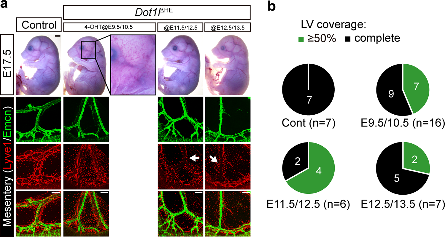 Fig. 4: Dot1l function in c-Kit(+) HE is indispensable for the formation of mesenteric lymphatics.