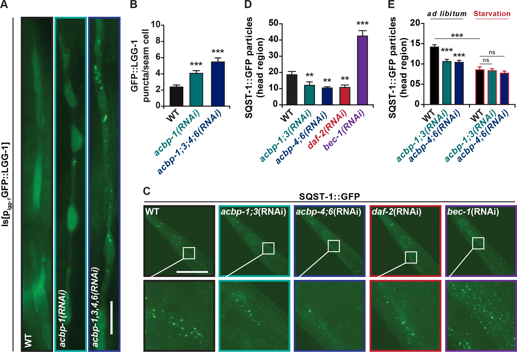 Fig. 2: Autophagy regulation by ACBP in C. elegans.
