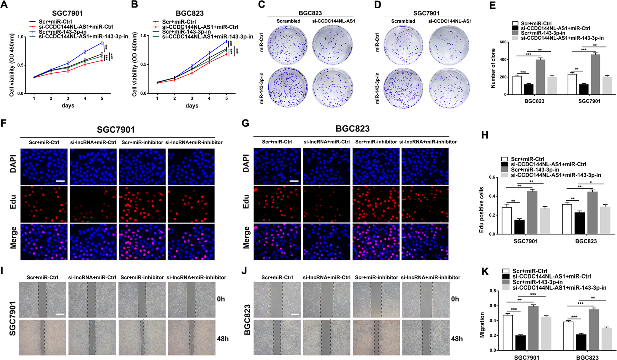 Fig. 5: The regulation of CCDC144NL-AS1 on GC cells is mediated by miR-143-3p.