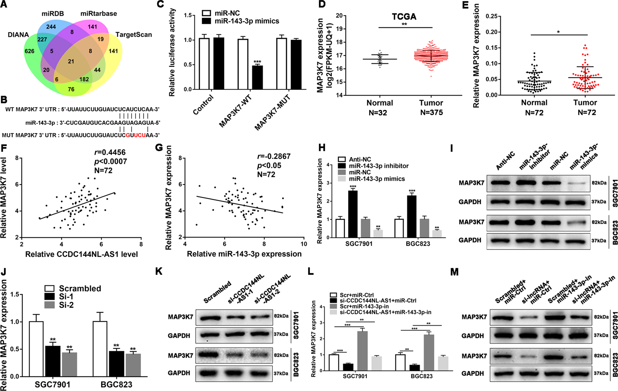 Fig. 6: MAP3K7, a target gene of miR-143-3p, is regulated by CCDC144NL-AS1.