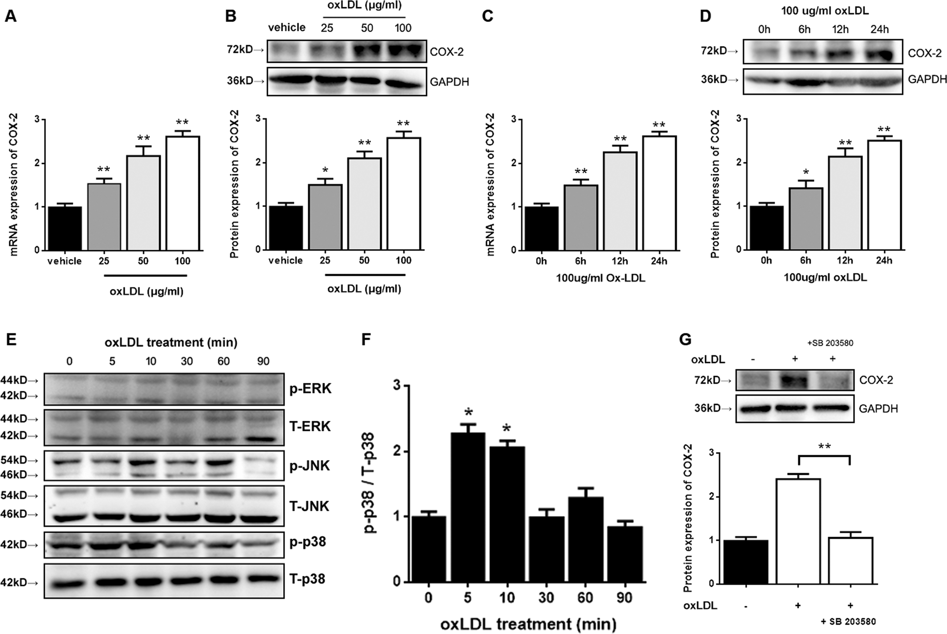 Fig. 6: oxLDL-induced COX-2 expression is mediated by the p38 MAPK pathway in TM3 Leydig cells.