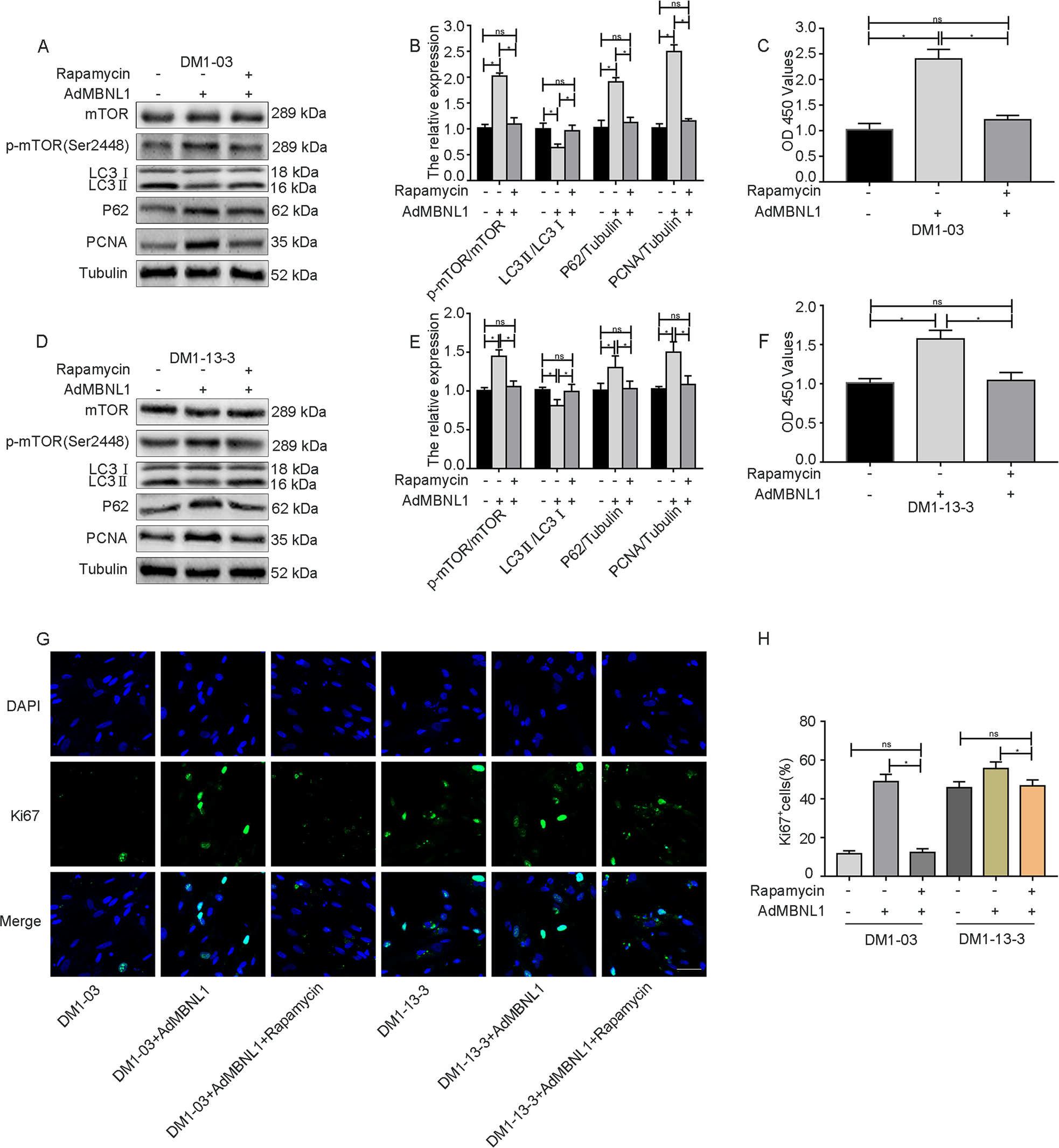 Fig. 6: The improved proliferative capacity due to MBNL1 overexpression was abolished after treatment with rapamycin in DM1 SSCs.