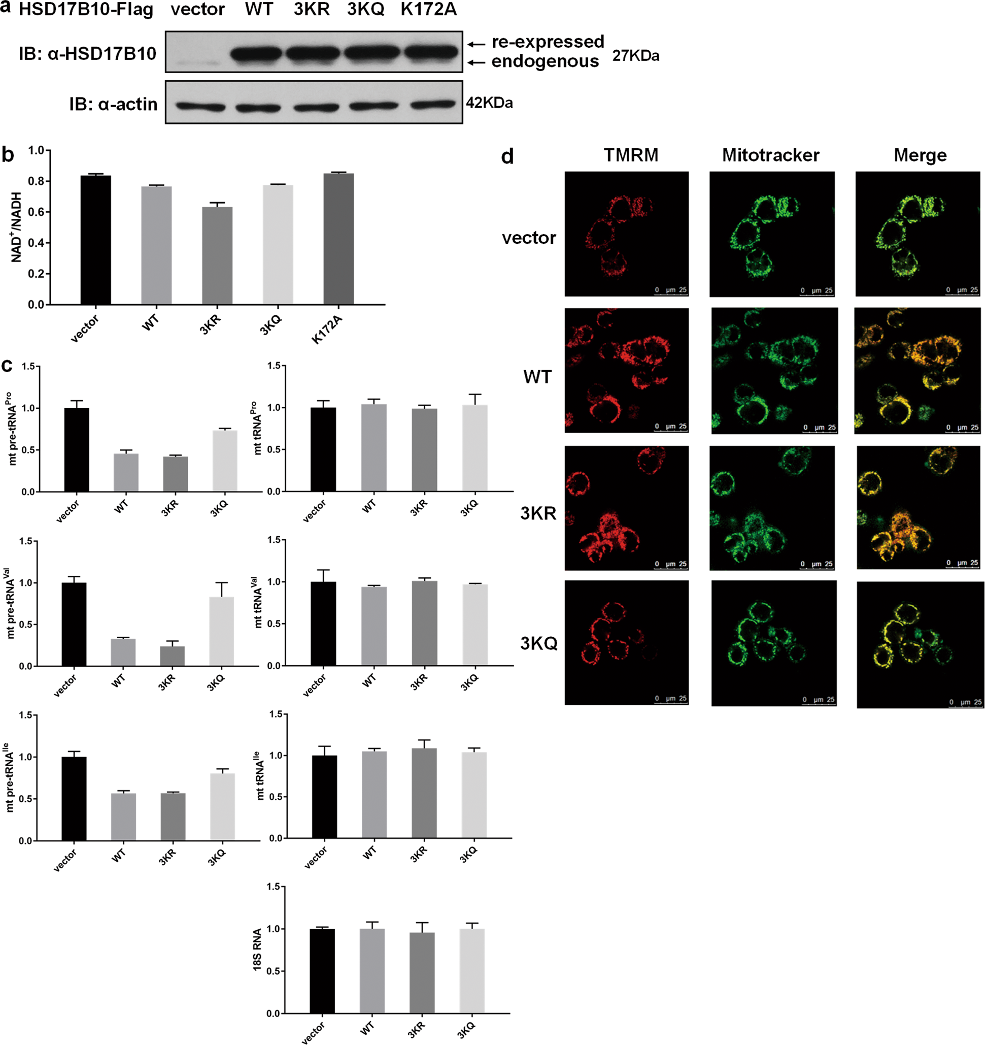 Fig. 6: HSD17B10 acetylation regulates the intracellular functions.