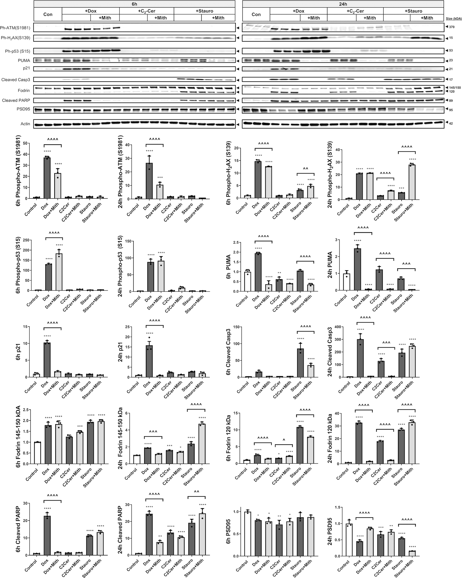 Fig. 5: Mithramycin’s attenuation of apoptotic mechanisms in neurons is cell death model-specific.