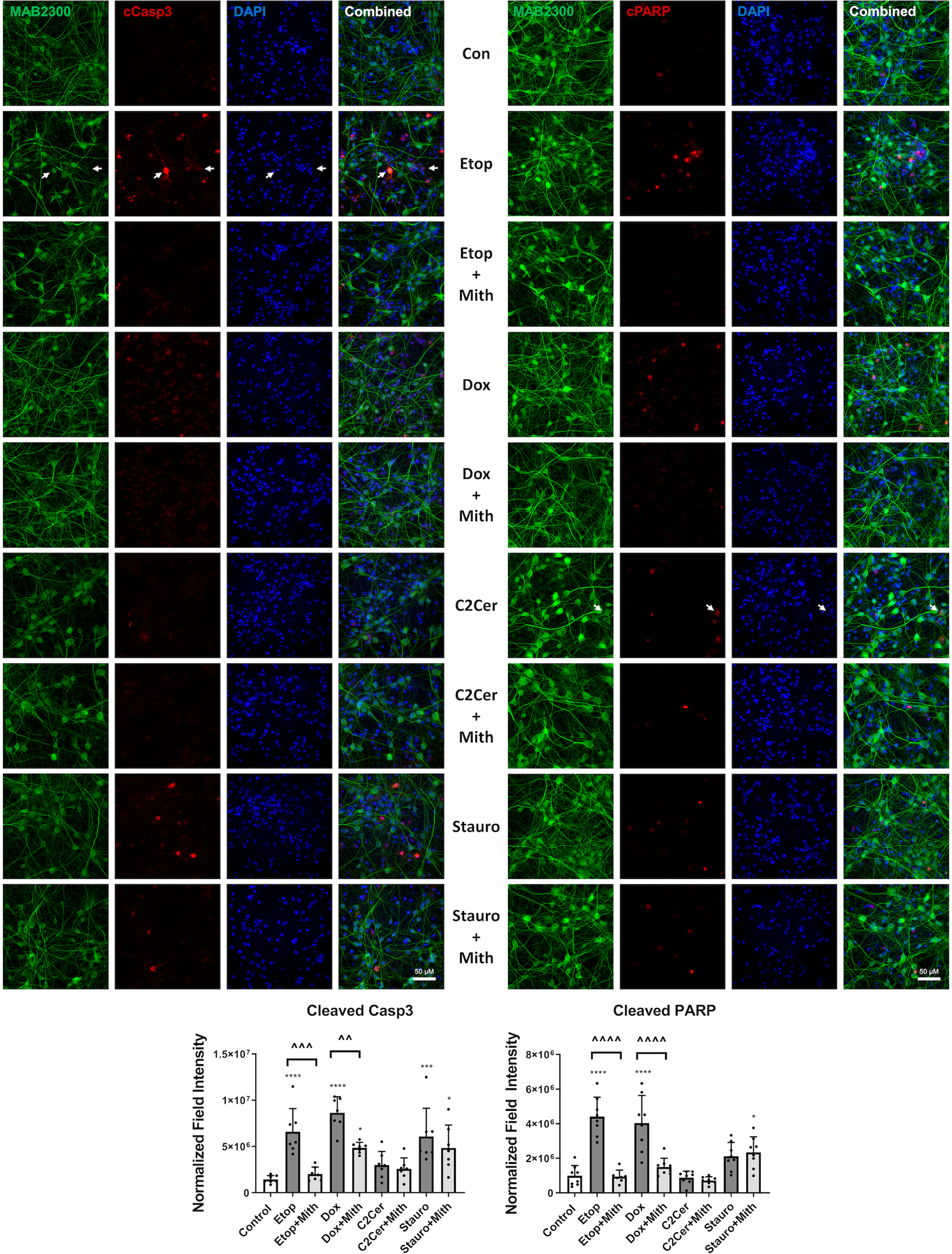 Fig. 6: Mithramycin’s effect on immunofluorescent markers of caspase activation in neurons is cell death model-specific.