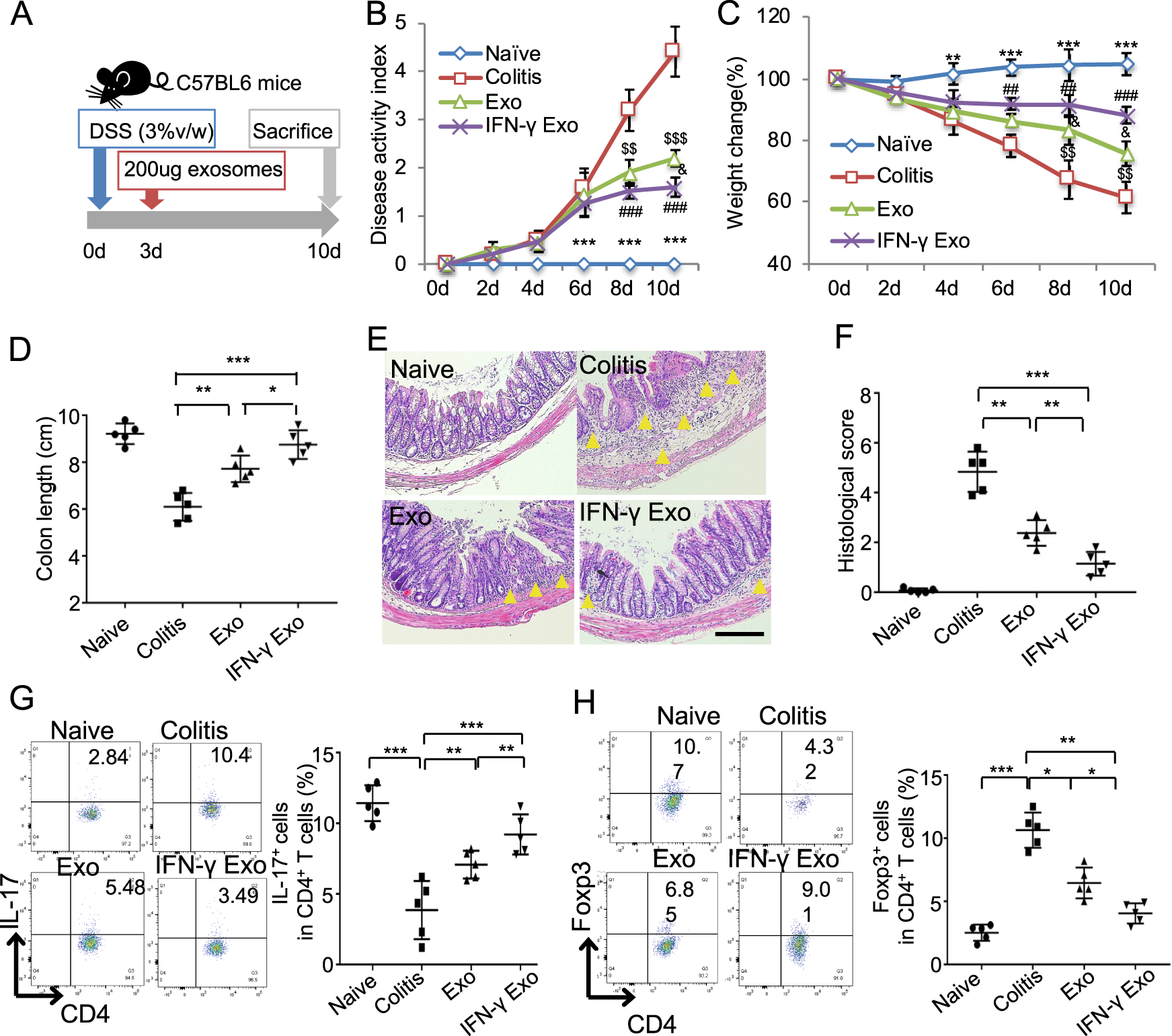 Fig. 2: IFN-γ primes could promote exosomes to attenuate colitis in mice.
