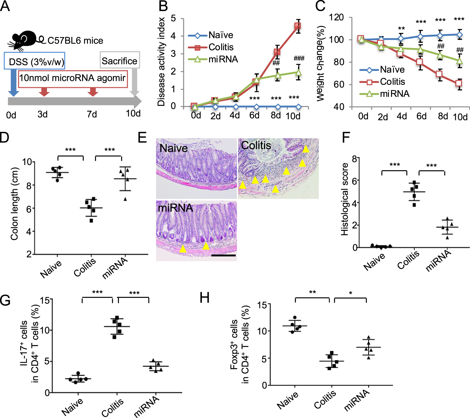 Fig. 6: MiR-125a and miR-125b agomir infusion attenuated colitis in mice.