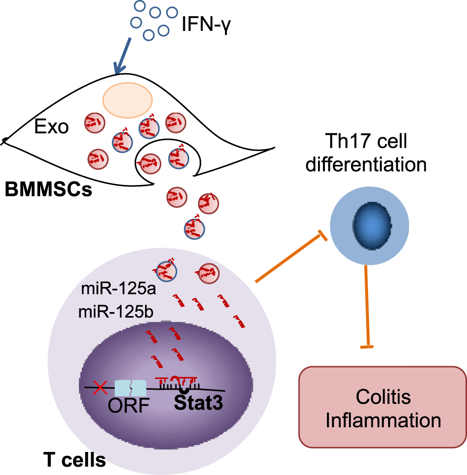 Fig. 7: The schema of exosomes derived MSCs to attenuate colitis.