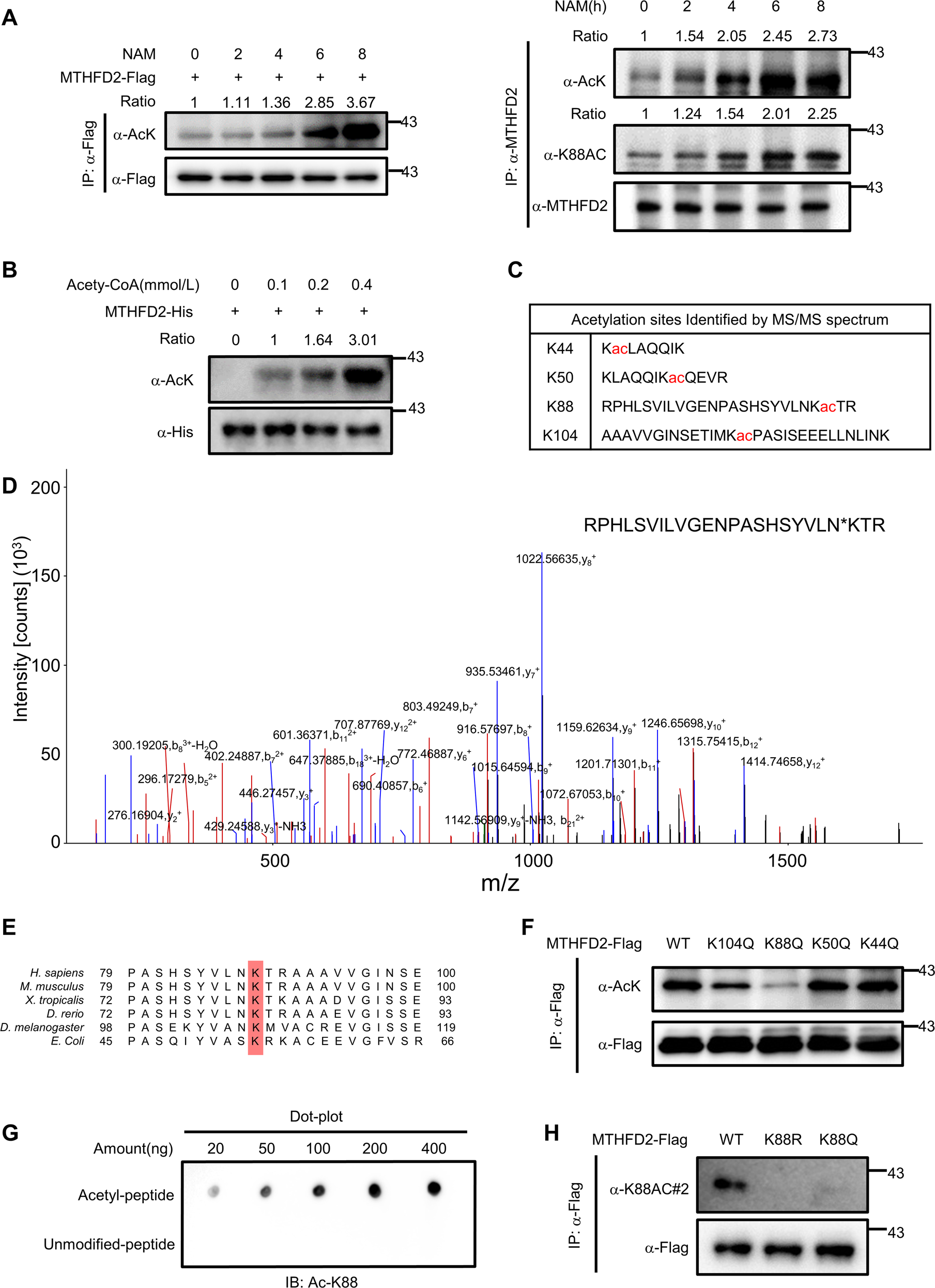 Fig. 1: MTHFD2 is acetylated at K88.