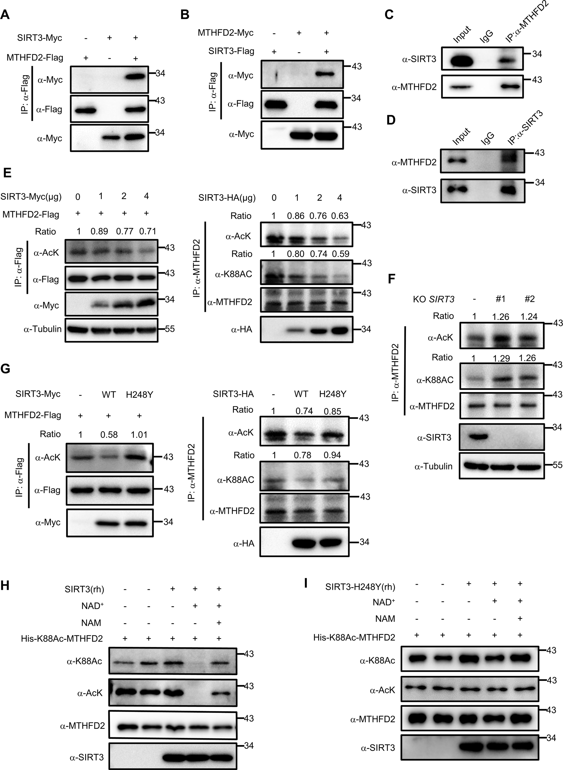 Fig. 2: SIRT3 is the major deacetylase for MTHFD2.