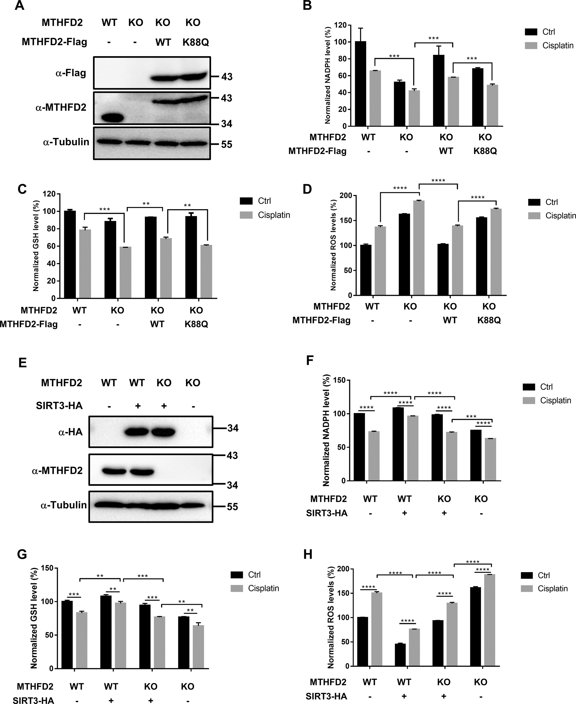 Fig. 5: Acetylation of MTHFD2 at K88 restrains cellular redox balance.