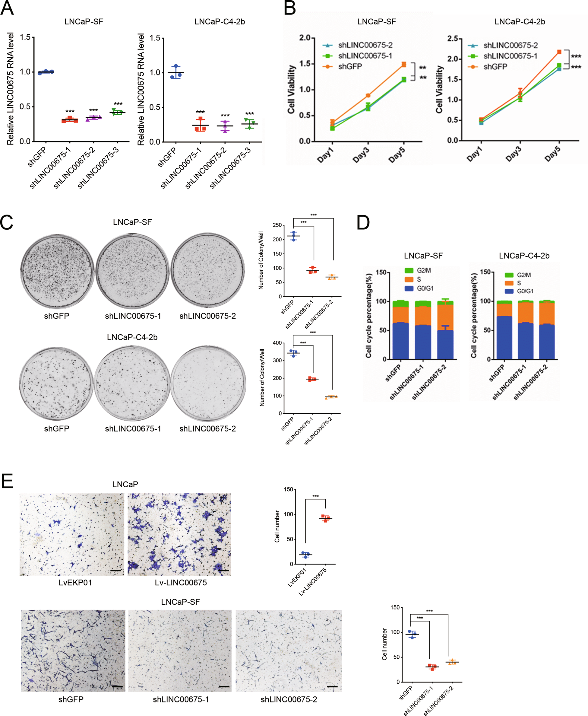 Fig. 2: LINC00675 promotes prostate cancer (PCa) development.