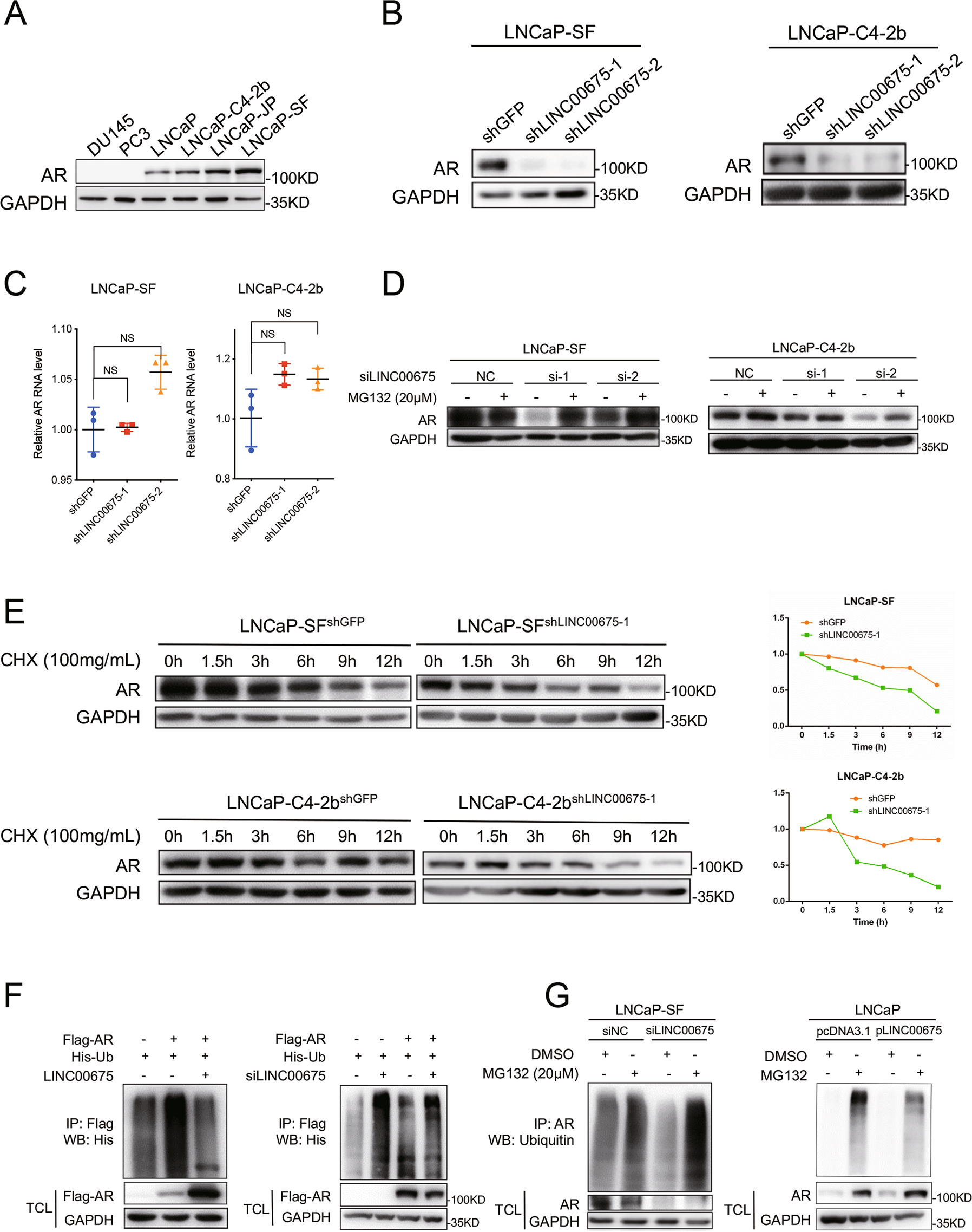 Fig. 3: LINC00675 stabilizes androgen receptor (AR) protein by block its ubiquitination.