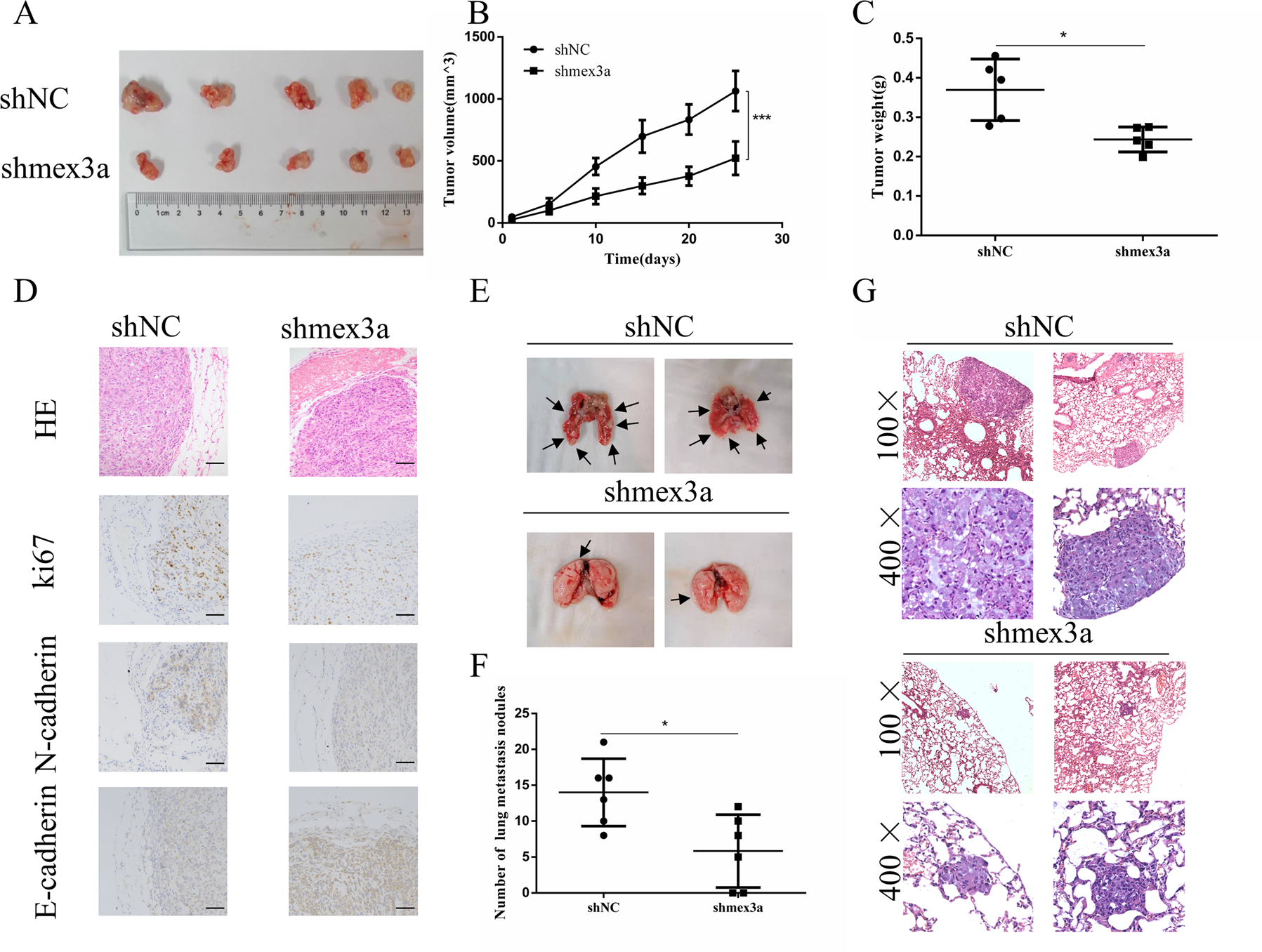 Fig. 3: Mex3a promotes LUAD cell proliferation and metastasis in vivo.