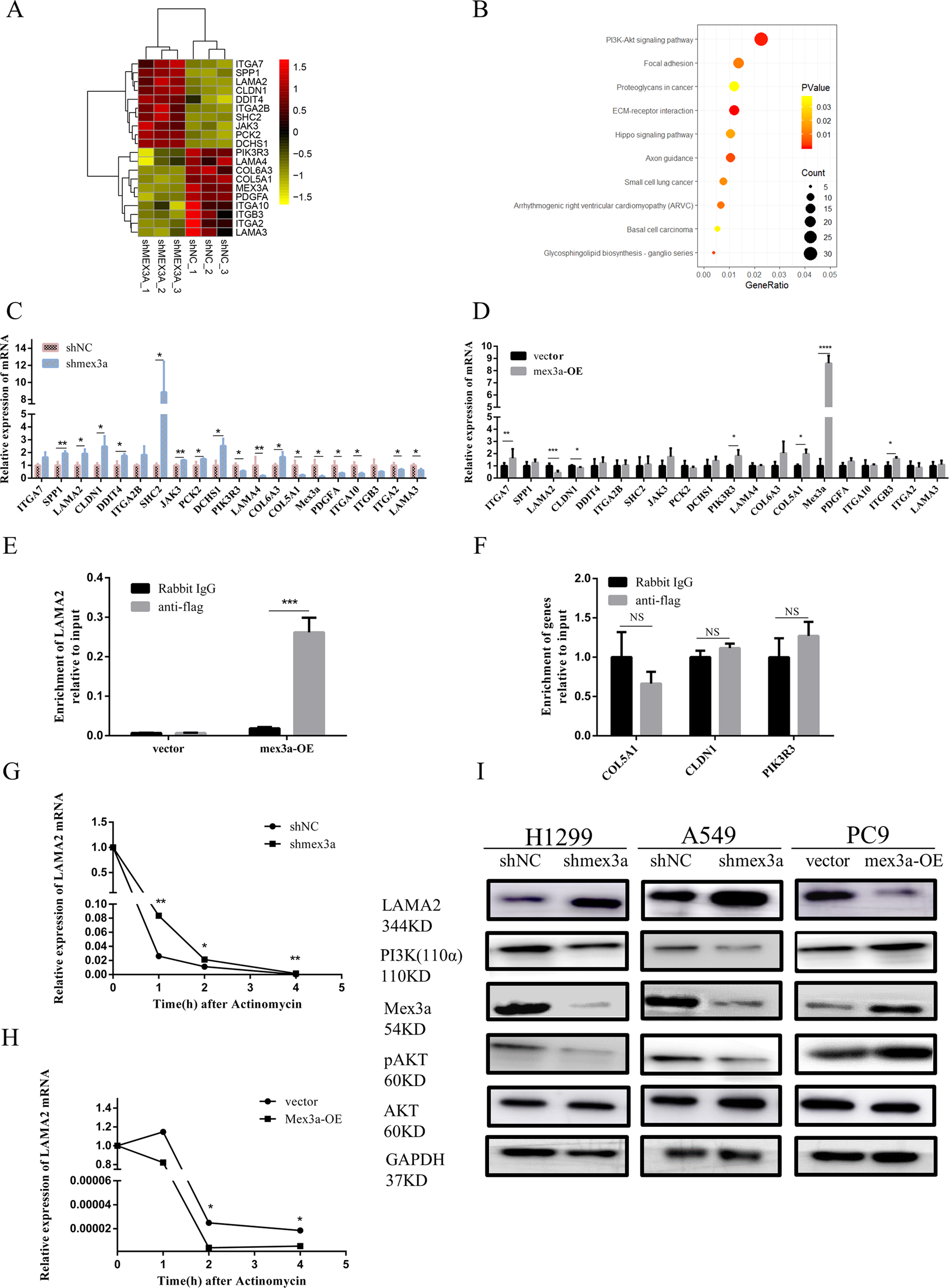 Fig. 4: Mex3a change the expression of genes associated with ECM-receptor interaction and PI3K-AKT pathway.