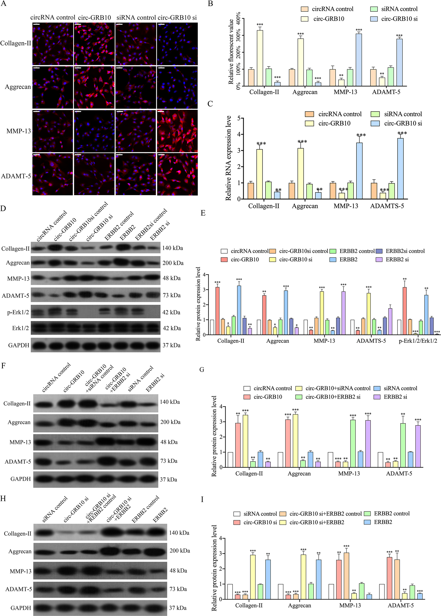 The circular RNA circ-GRB10 participates in the molecular circuitry  inhibiting human intervertebral disc degeneration | Cell Death & Disease